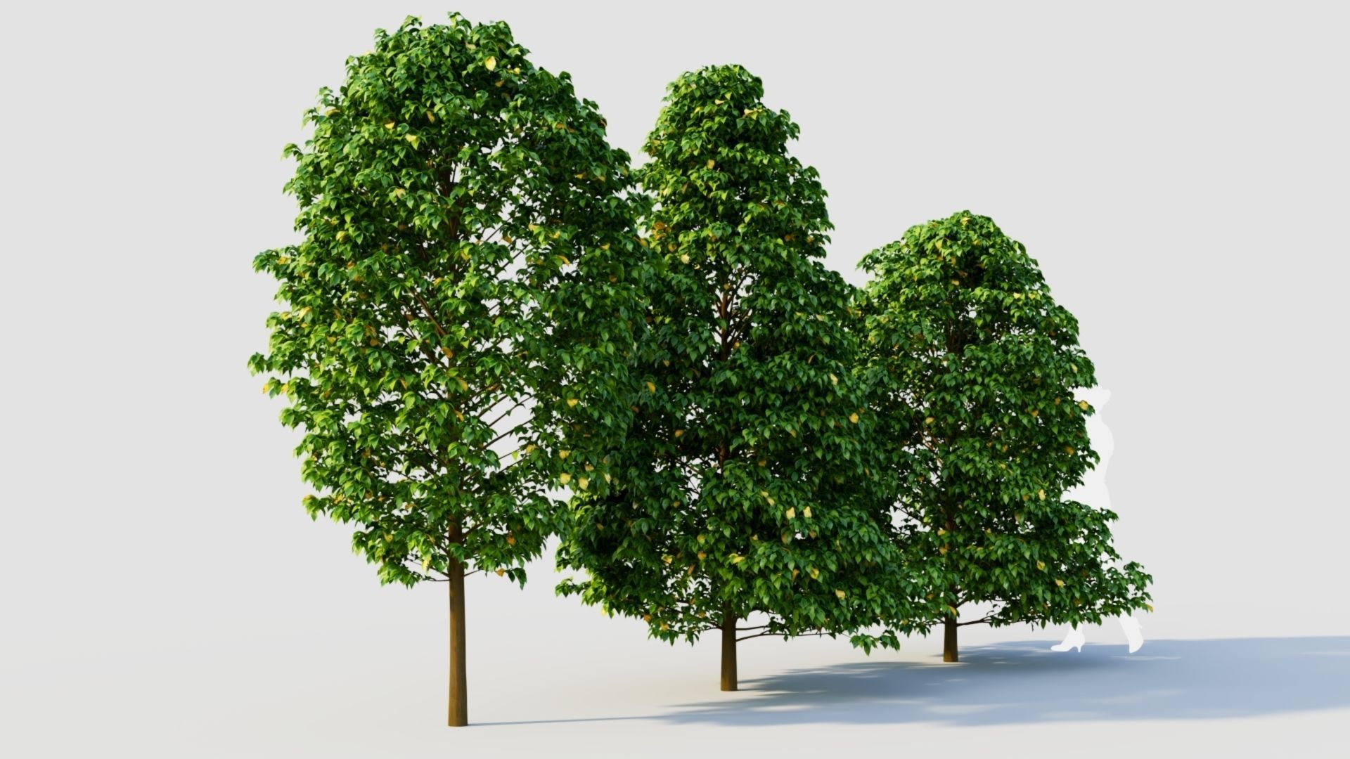 Carpinus betulus b 3D model_4