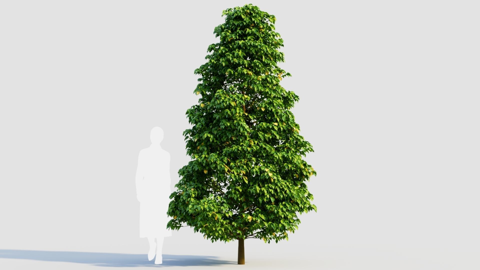 Carpinus betulus b 3D model_6