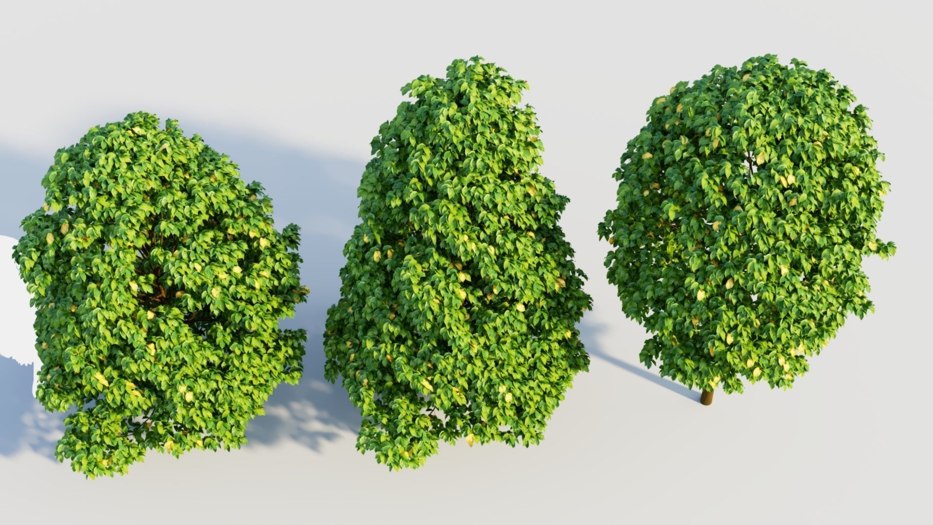Carpinus betulus b 3D model_2