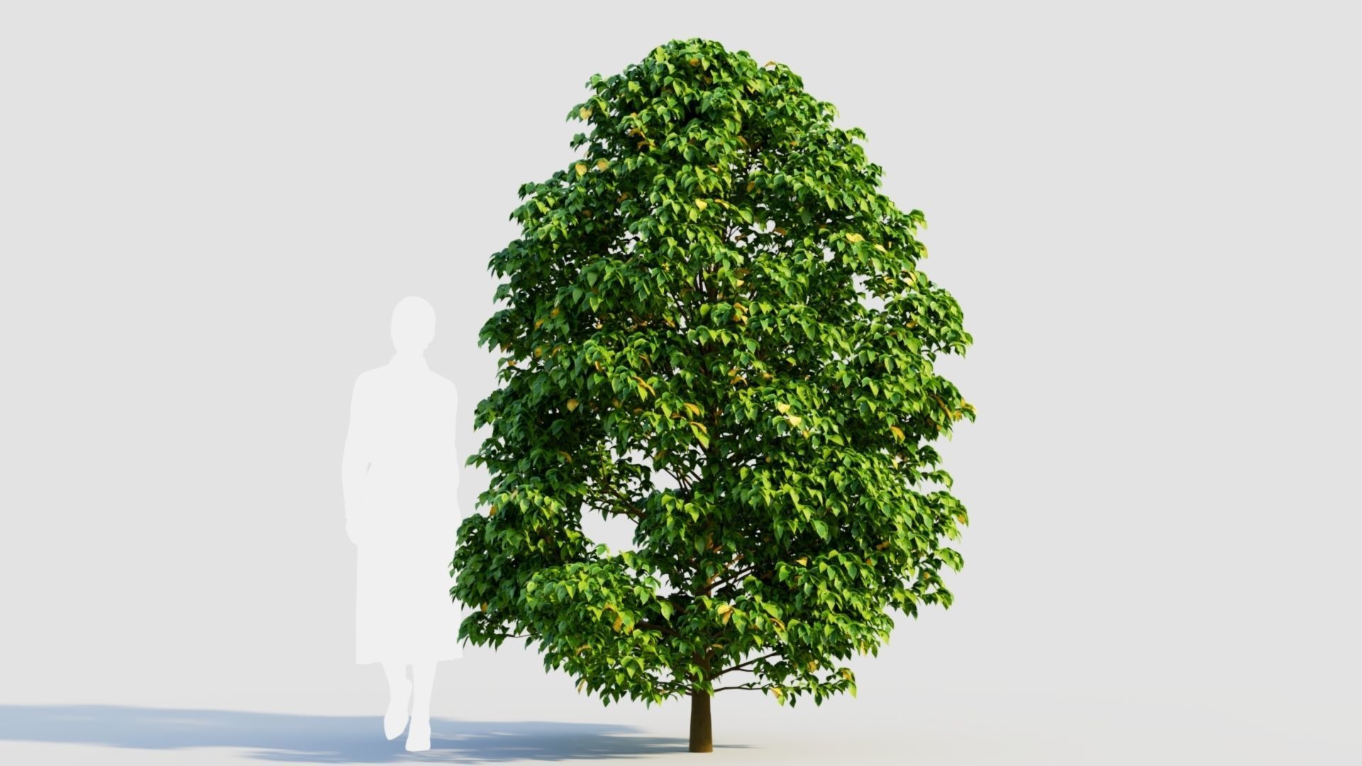 Carpinus betulus b 3D model_5