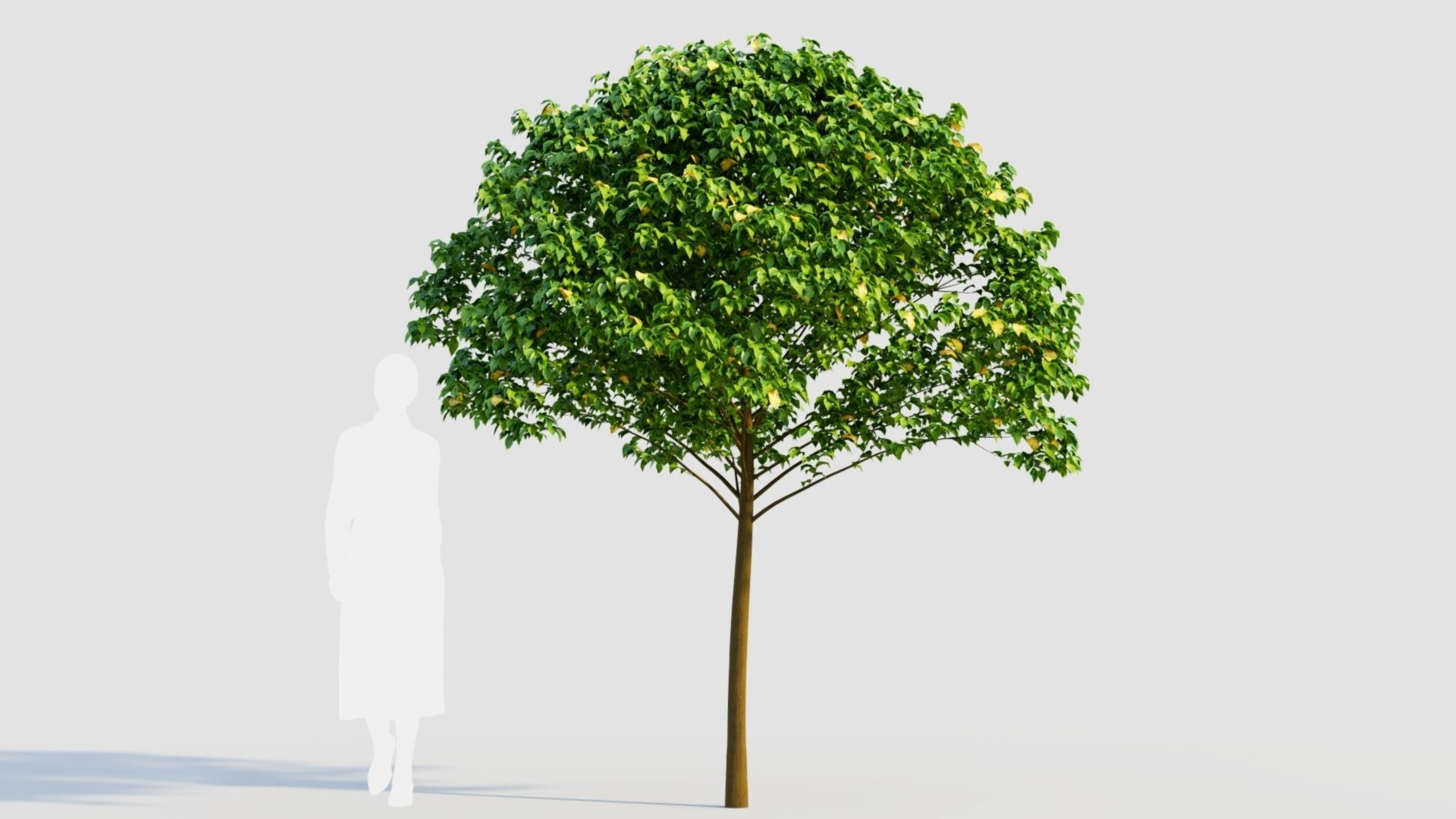 Carpinus betulus c 3D model_6