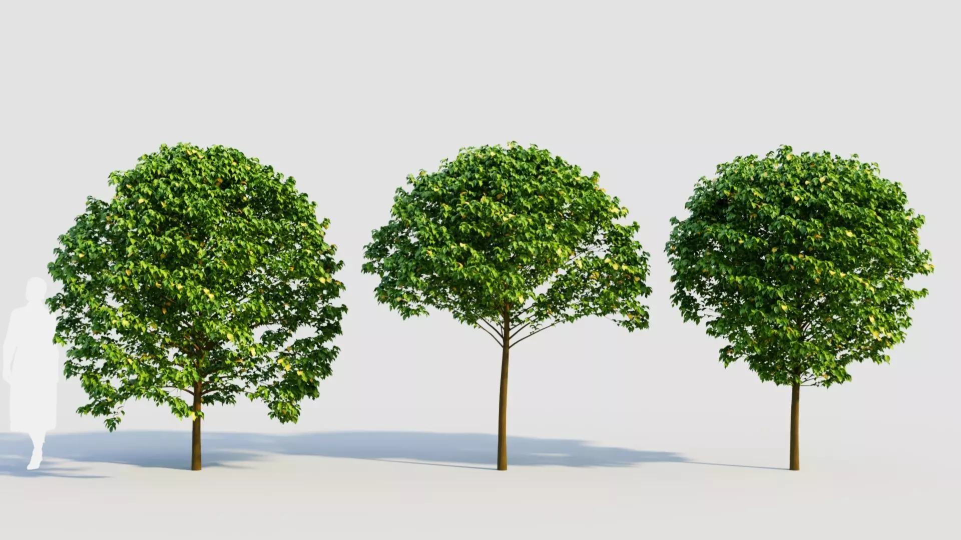 Carpinus betulus c 3D model_0