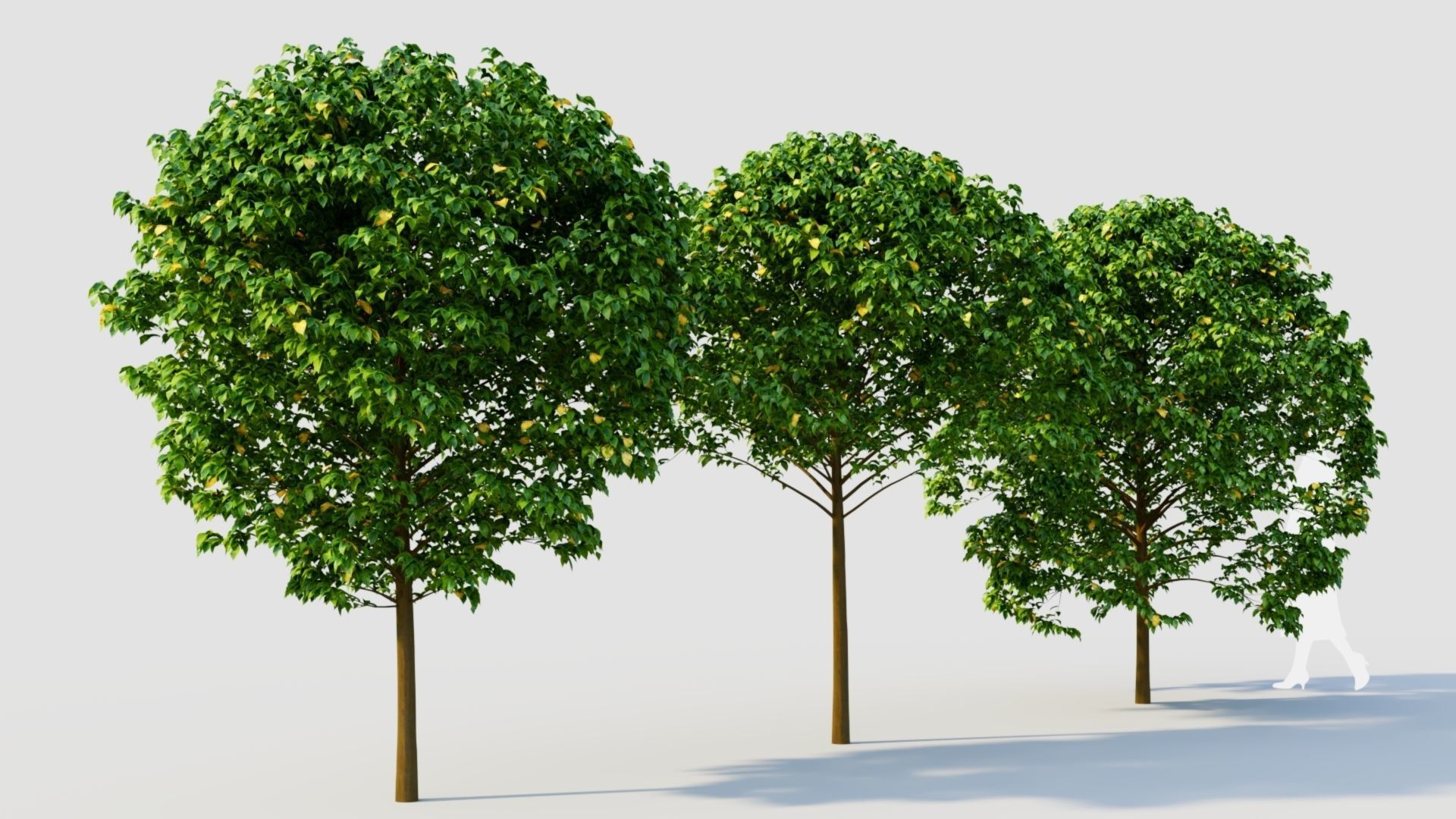 Carpinus betulus c 3D model_4