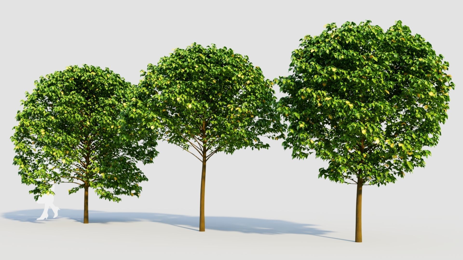Carpinus betulus c 3D model_1