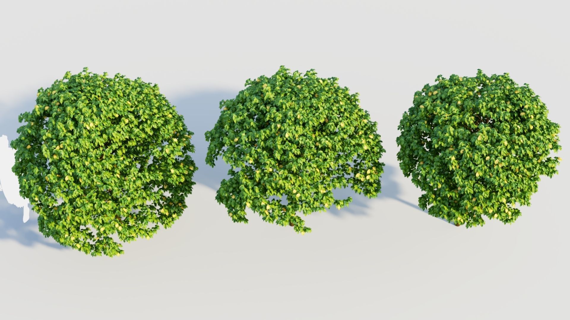 Carpinus betulus c 3D model_2
