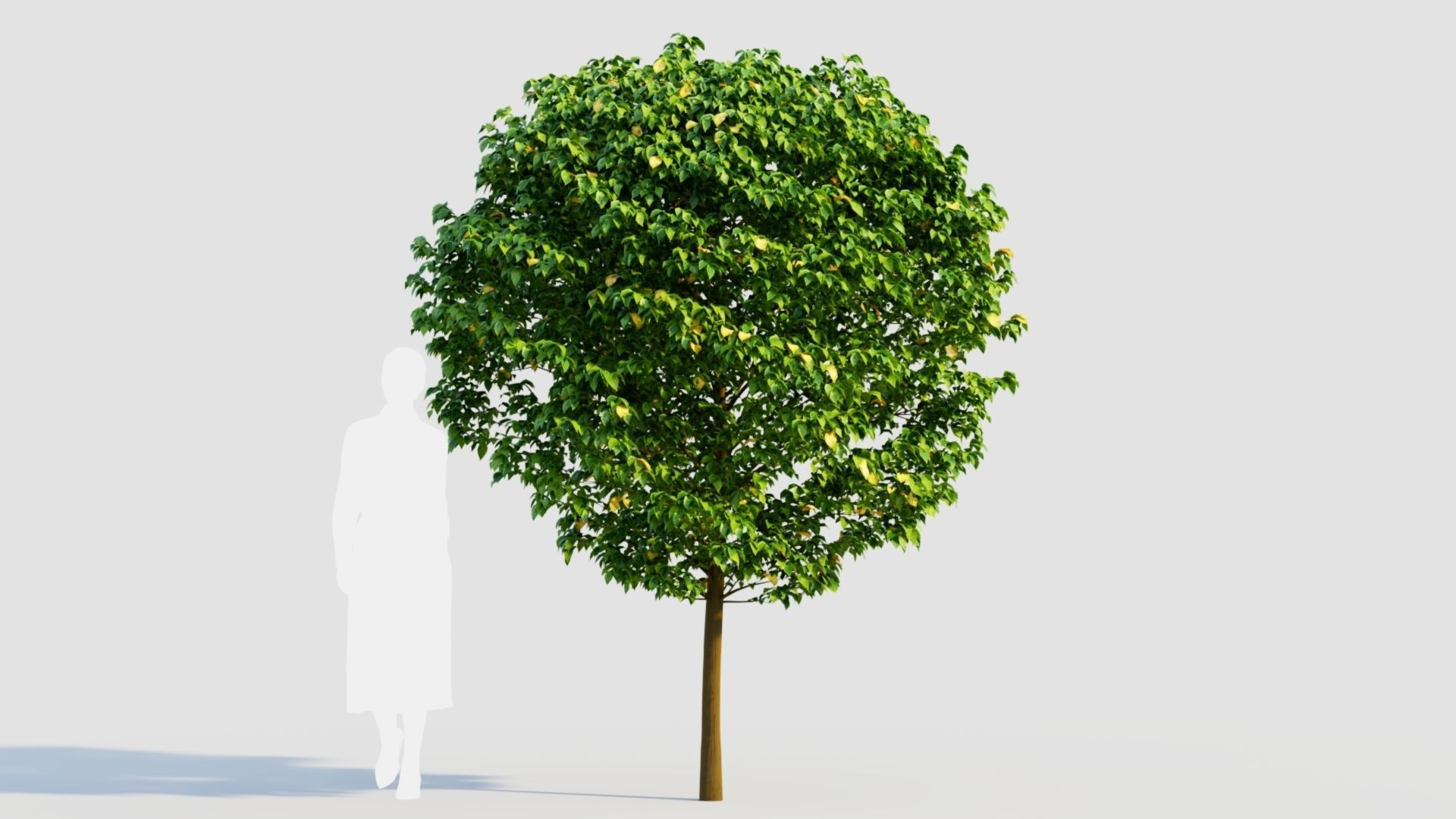 Carpinus betulus c 3D model_7