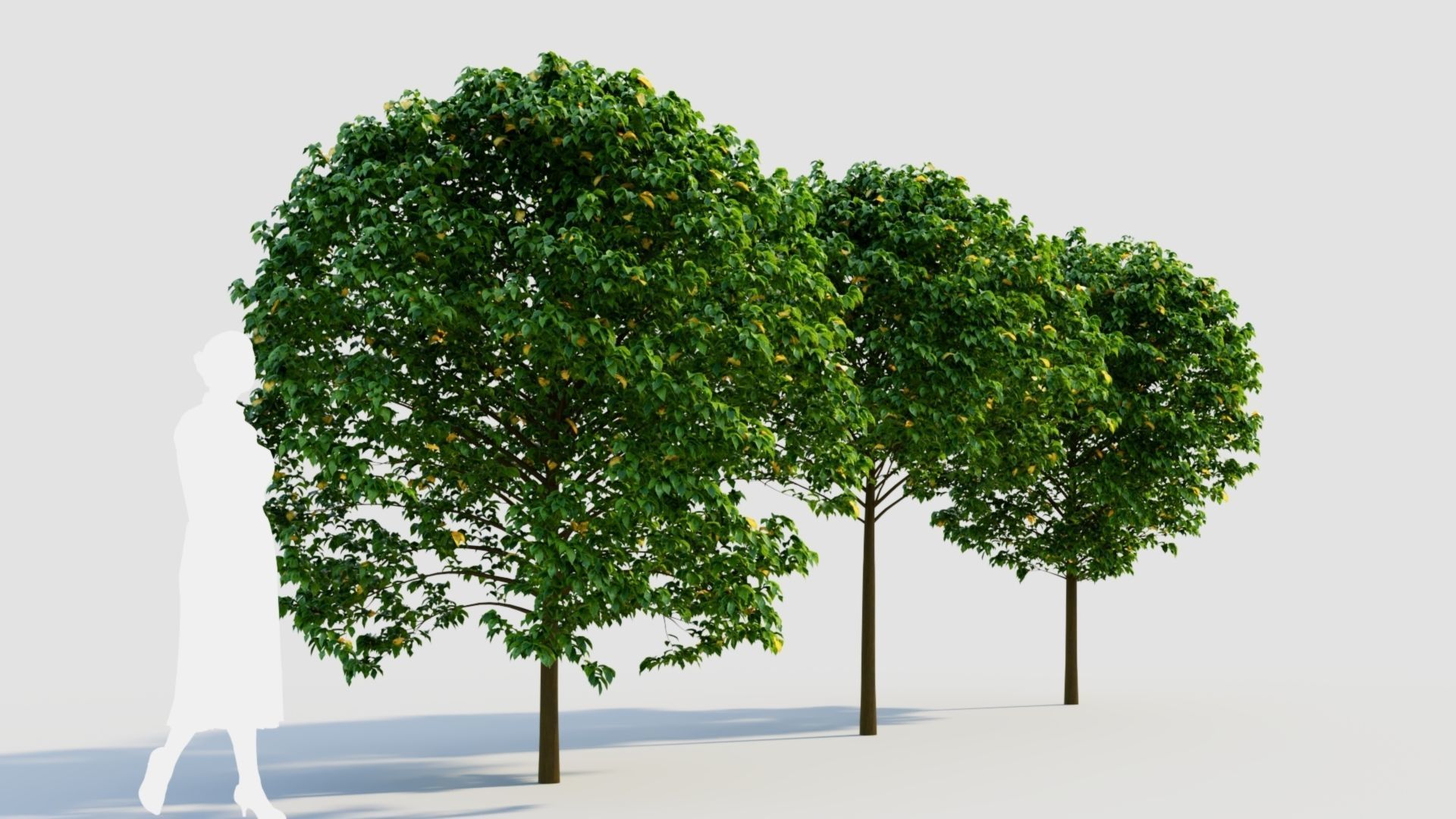 Carpinus betulus c 3D model_3