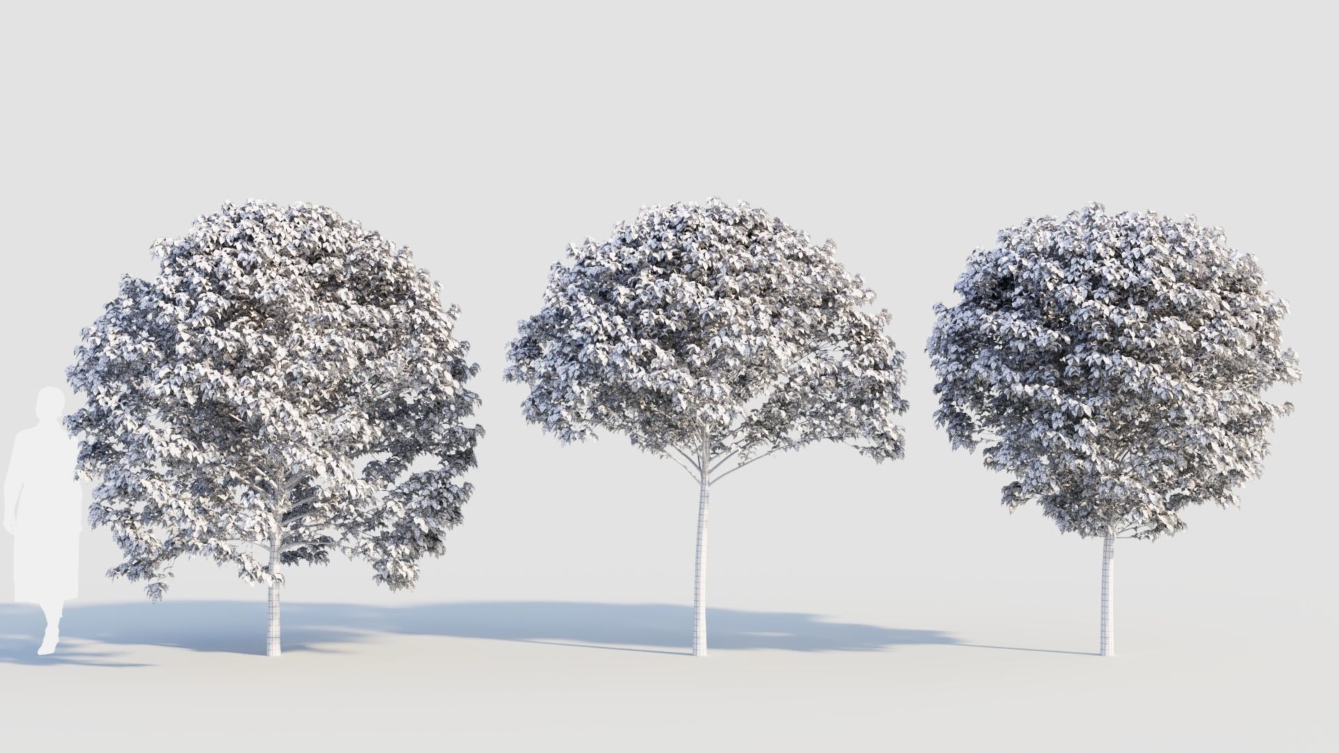 Carpinus betulus c 3D model_8