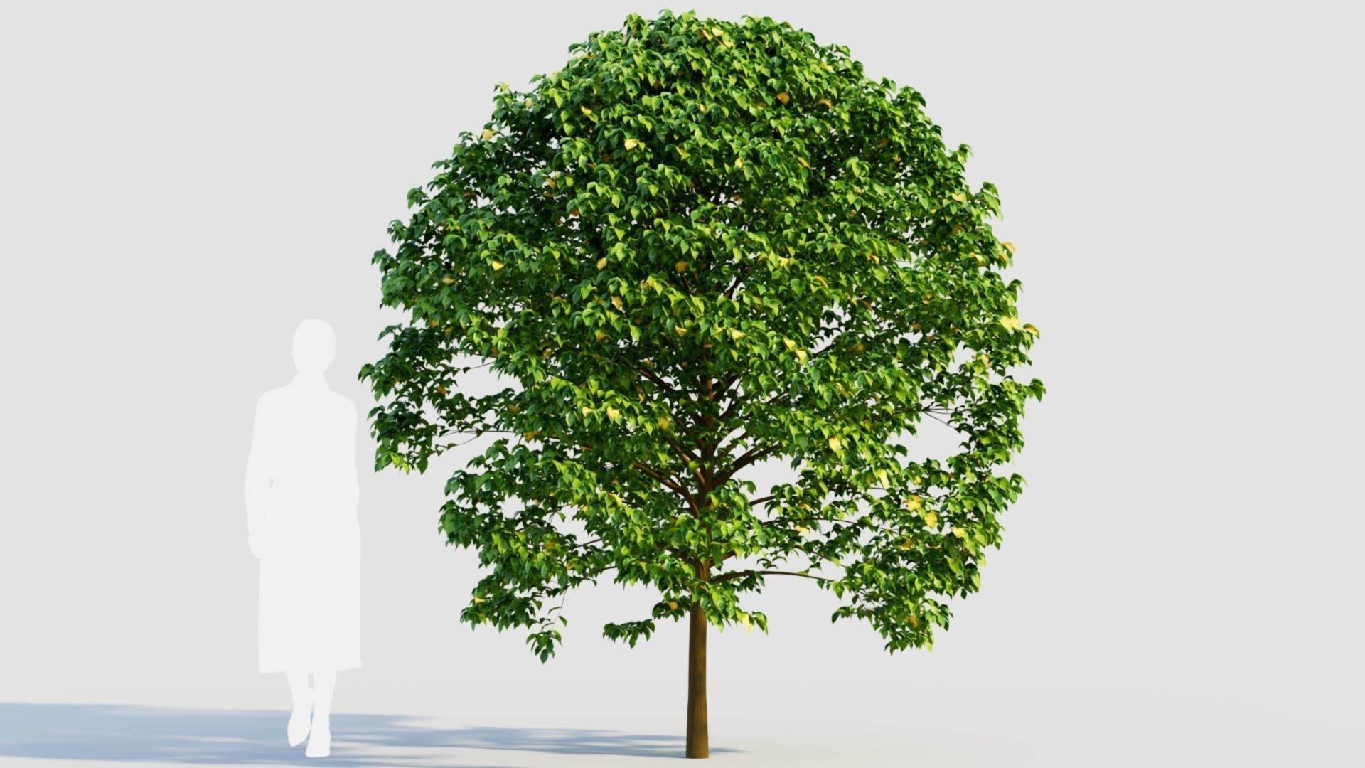 Carpinus betulus c 3D model_5