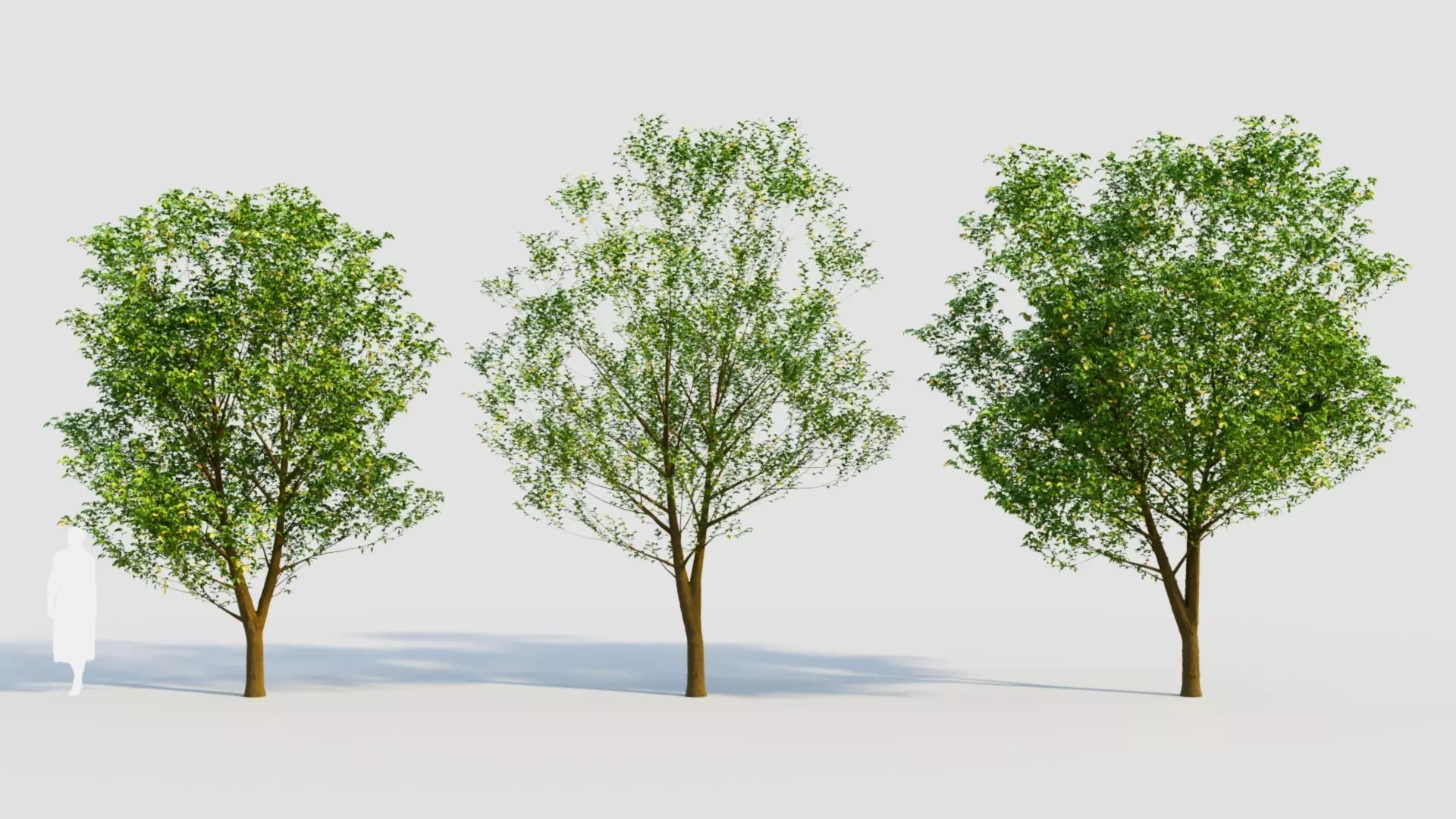 Carpinus betulus d 3D model