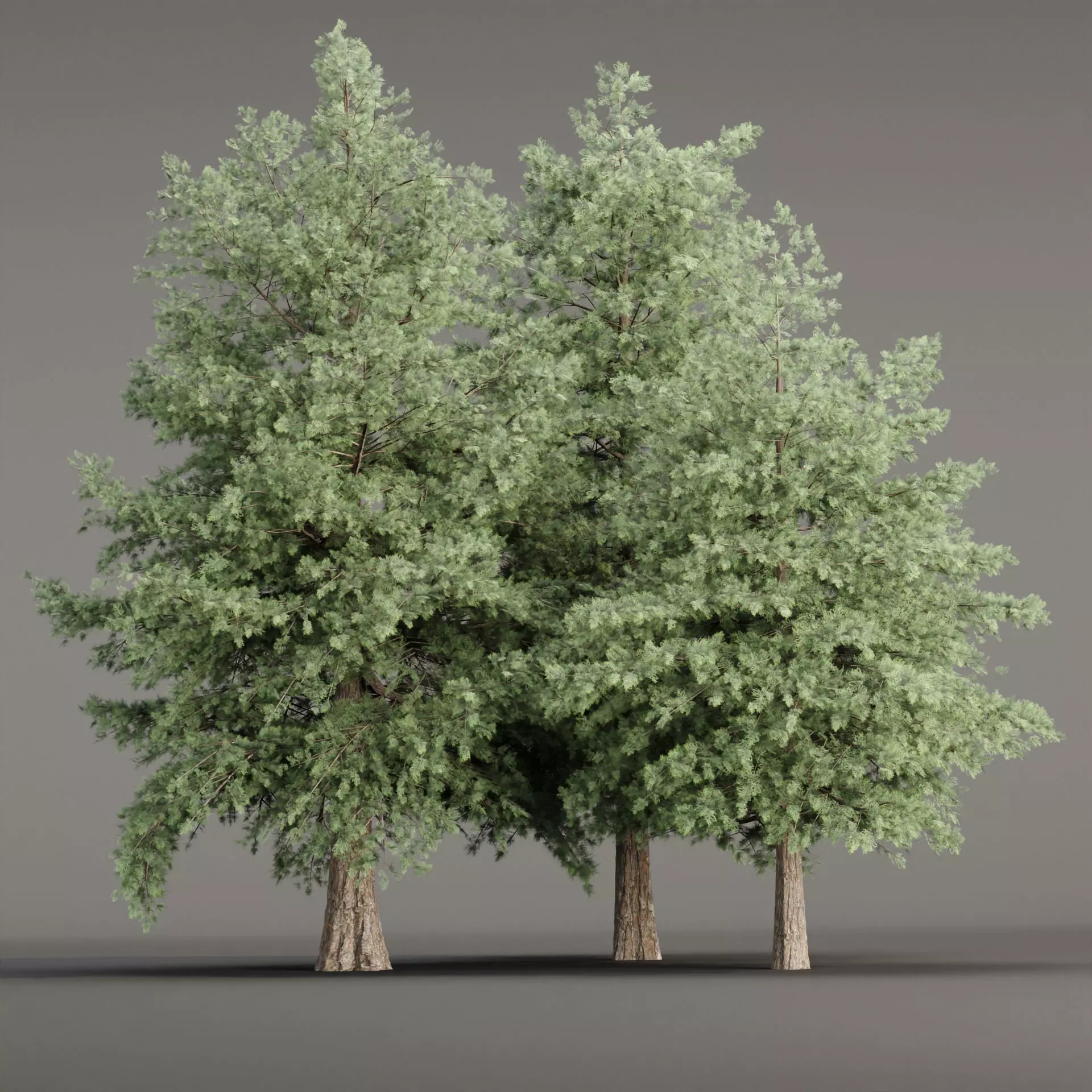 Conifer trees vol 78 3D model_0