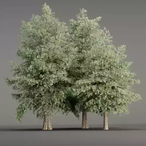 Conifer trees vol 78 3D model