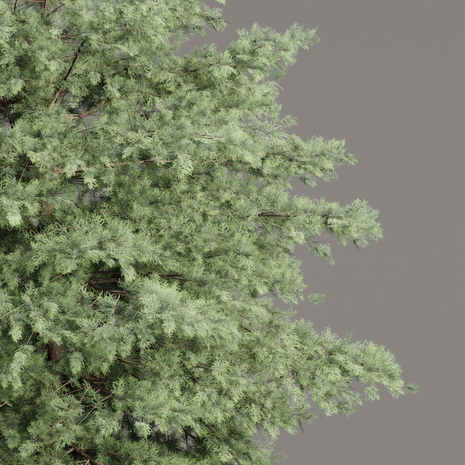 Conifer trees vol 78 3D model_4