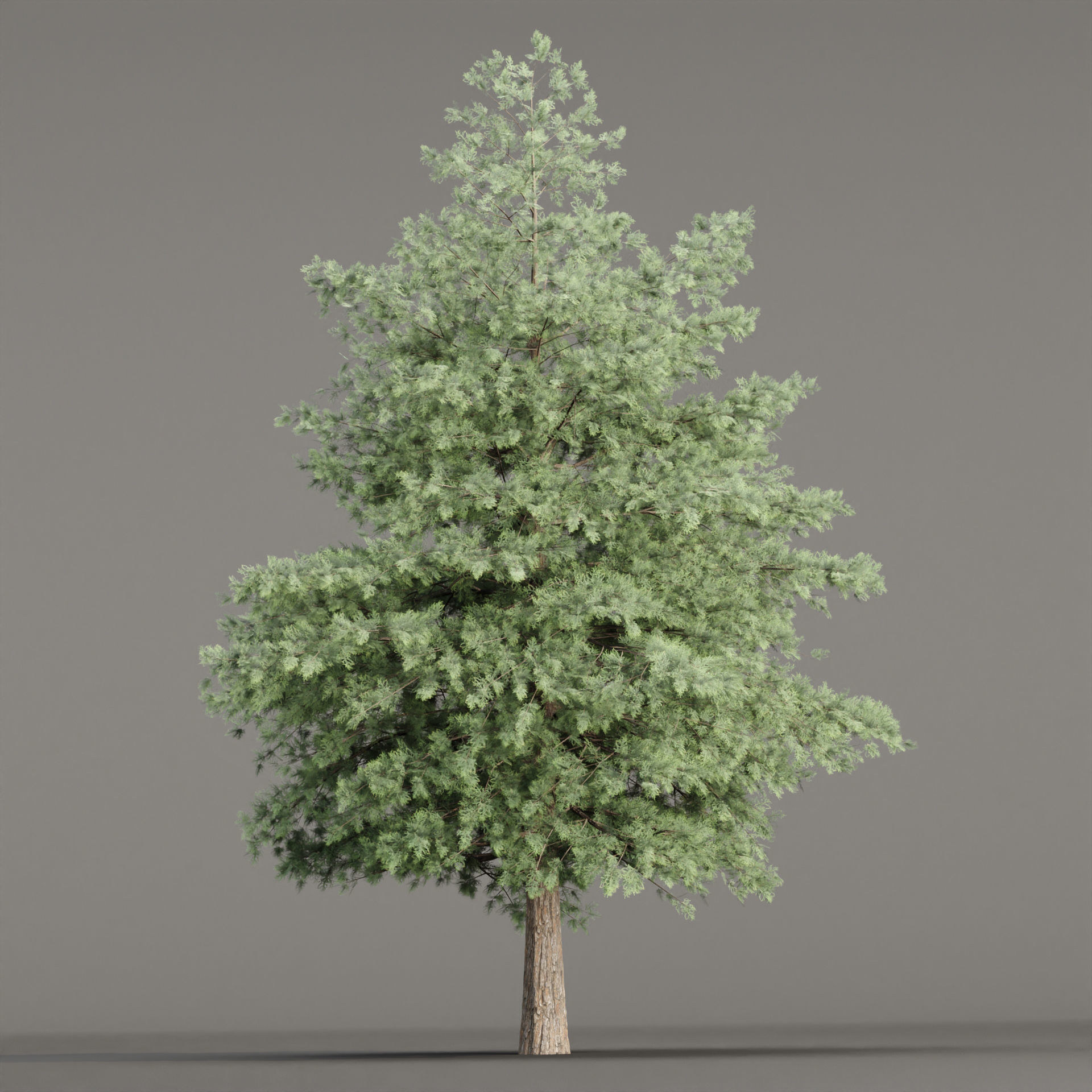 Conifer trees vol 78 3D model_3