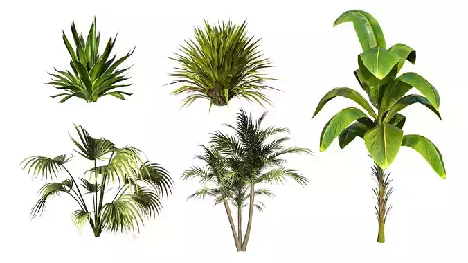 Plant Pack Low Poly Tropical 001
