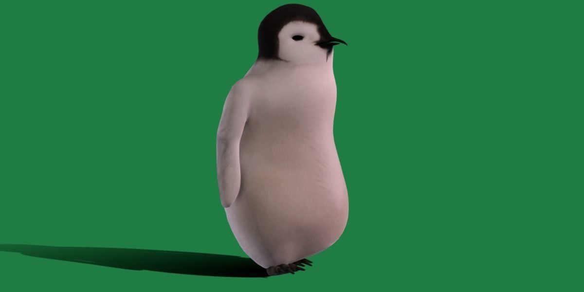 Emperor Penguin Chick Low-poly 3D model_13