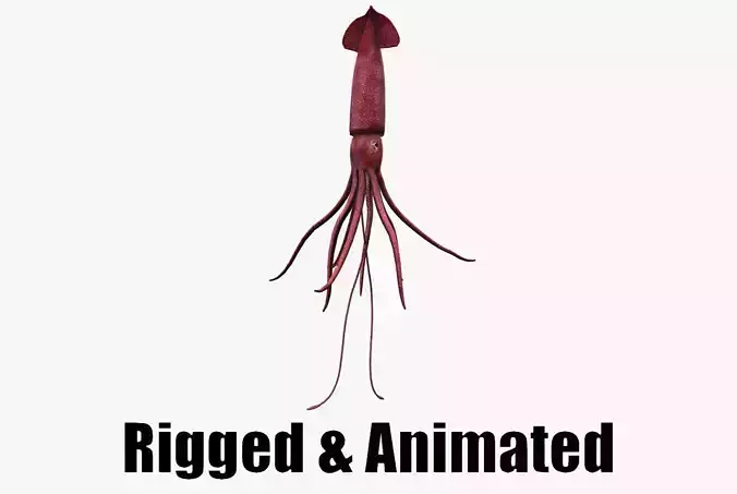 animated squid 3D model