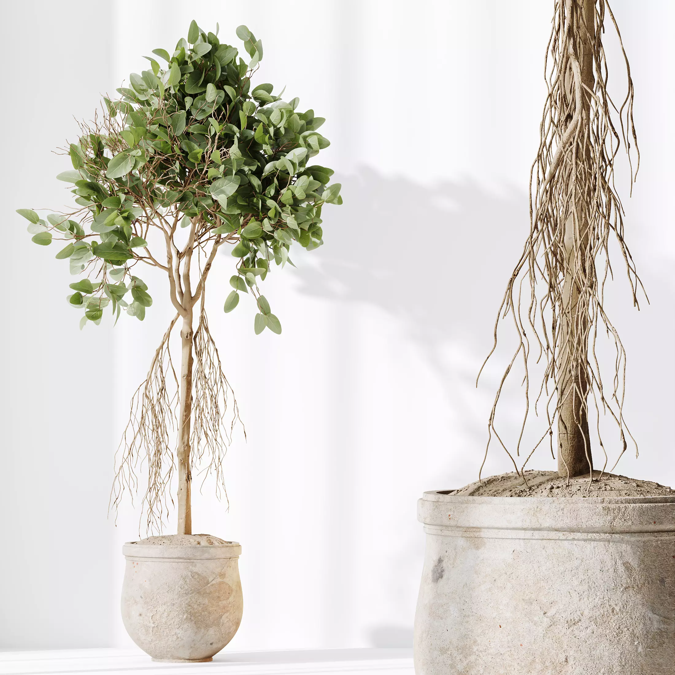 HQ HousePlants Decorative Ficus Benjamina African Fig 3D model_0
