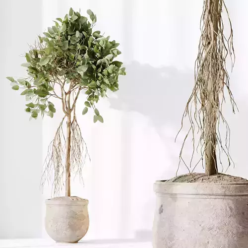 HQ HousePlants Decorative Ficus Benjamina African Fig 3D model