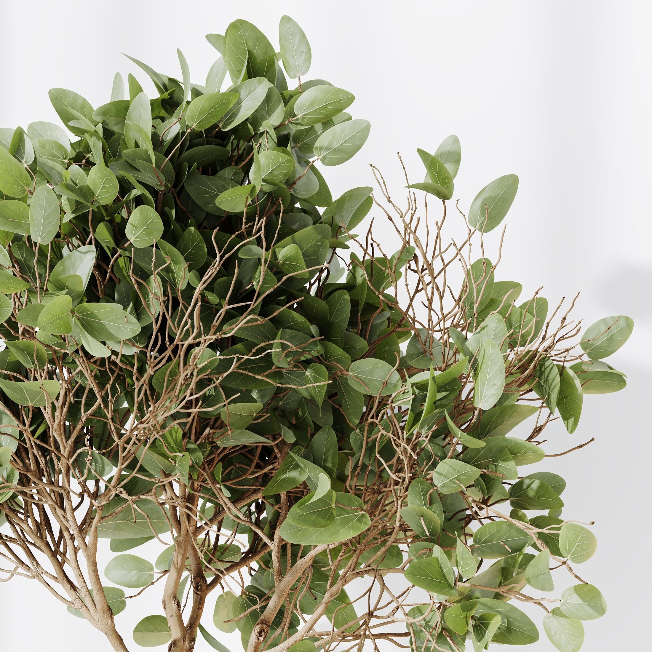 HQ HousePlants Decorative Ficus Benjamina African Fig 3D model_4