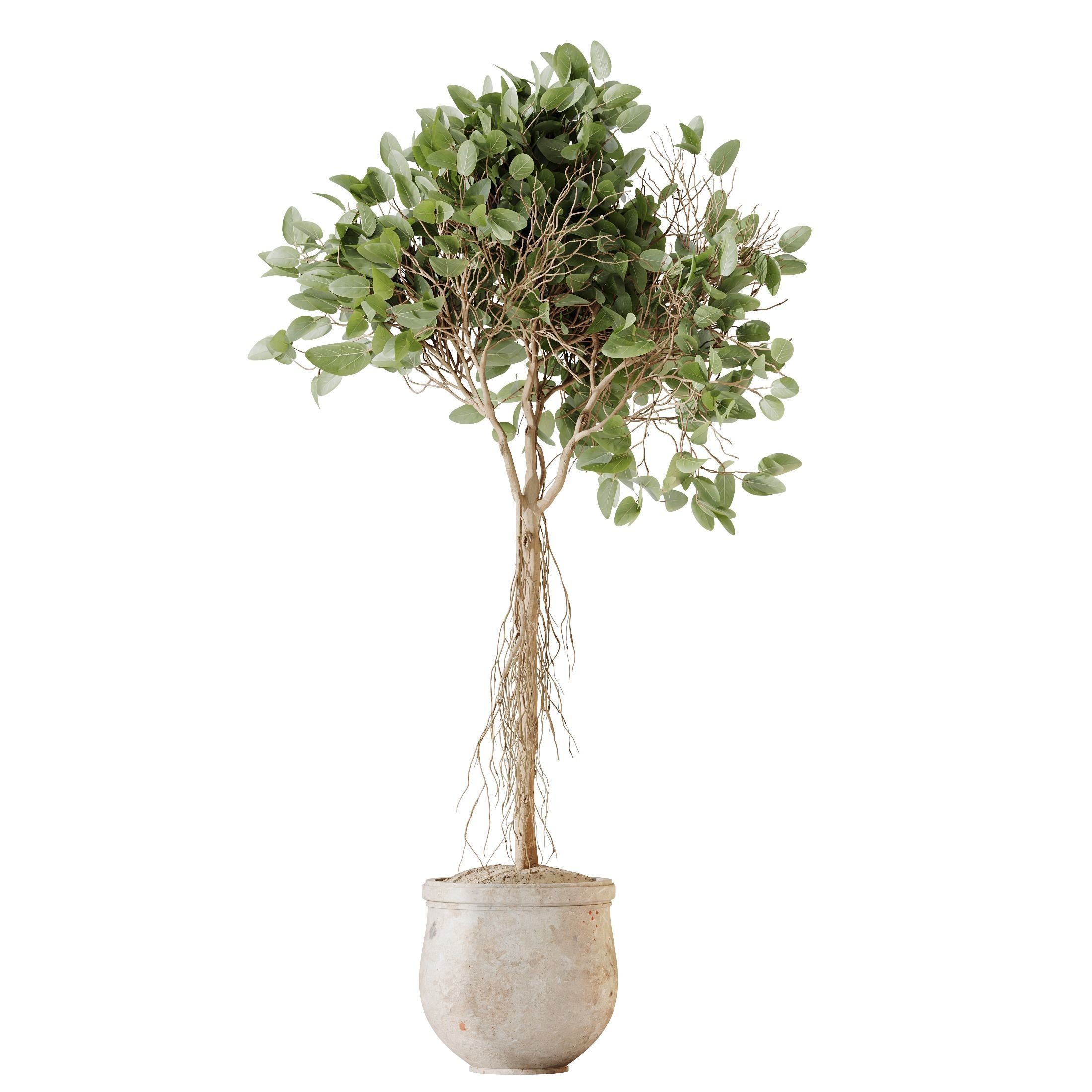 HQ HousePlants Decorative Ficus Benjamina African Fig 3D model_2