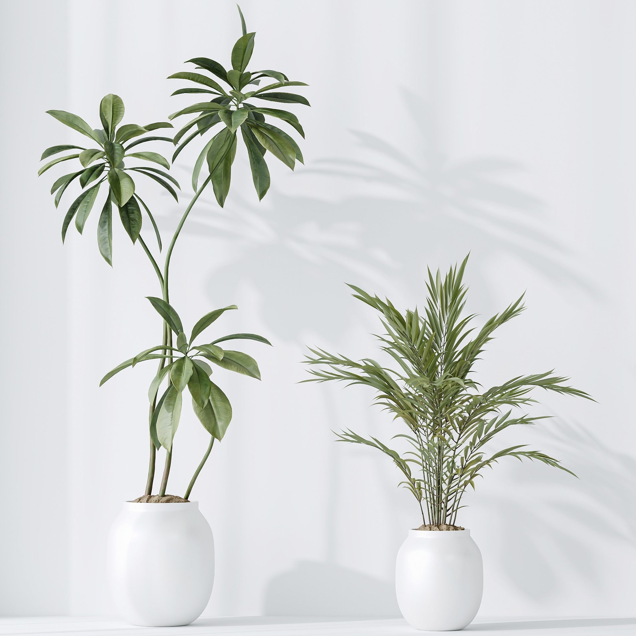 indoor plants set 96 Strelitzia Reginae Nicolai and Mountain 3D model_7