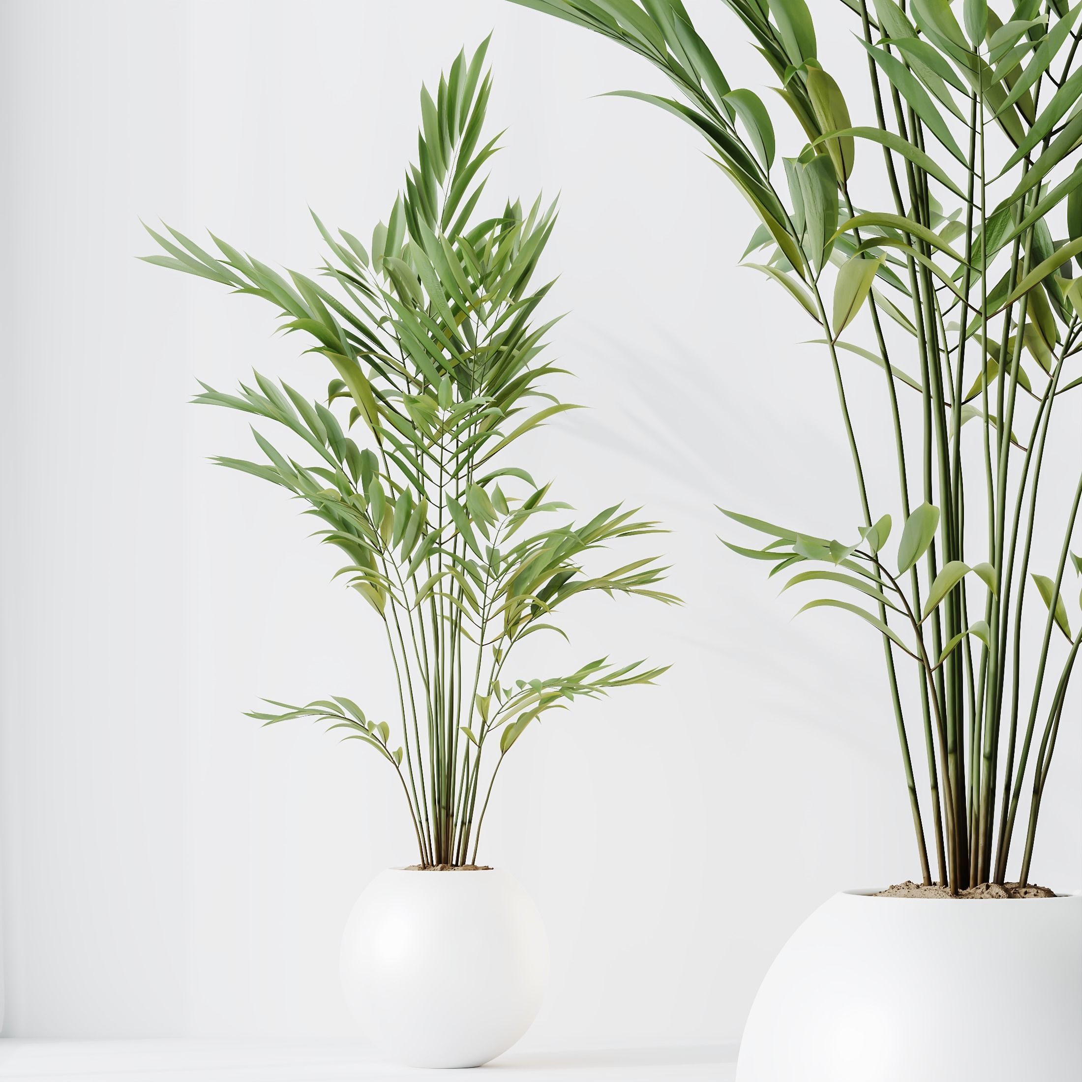 indoor plants set 96 Strelitzia Reginae Nicolai and Mountain 3D model_11