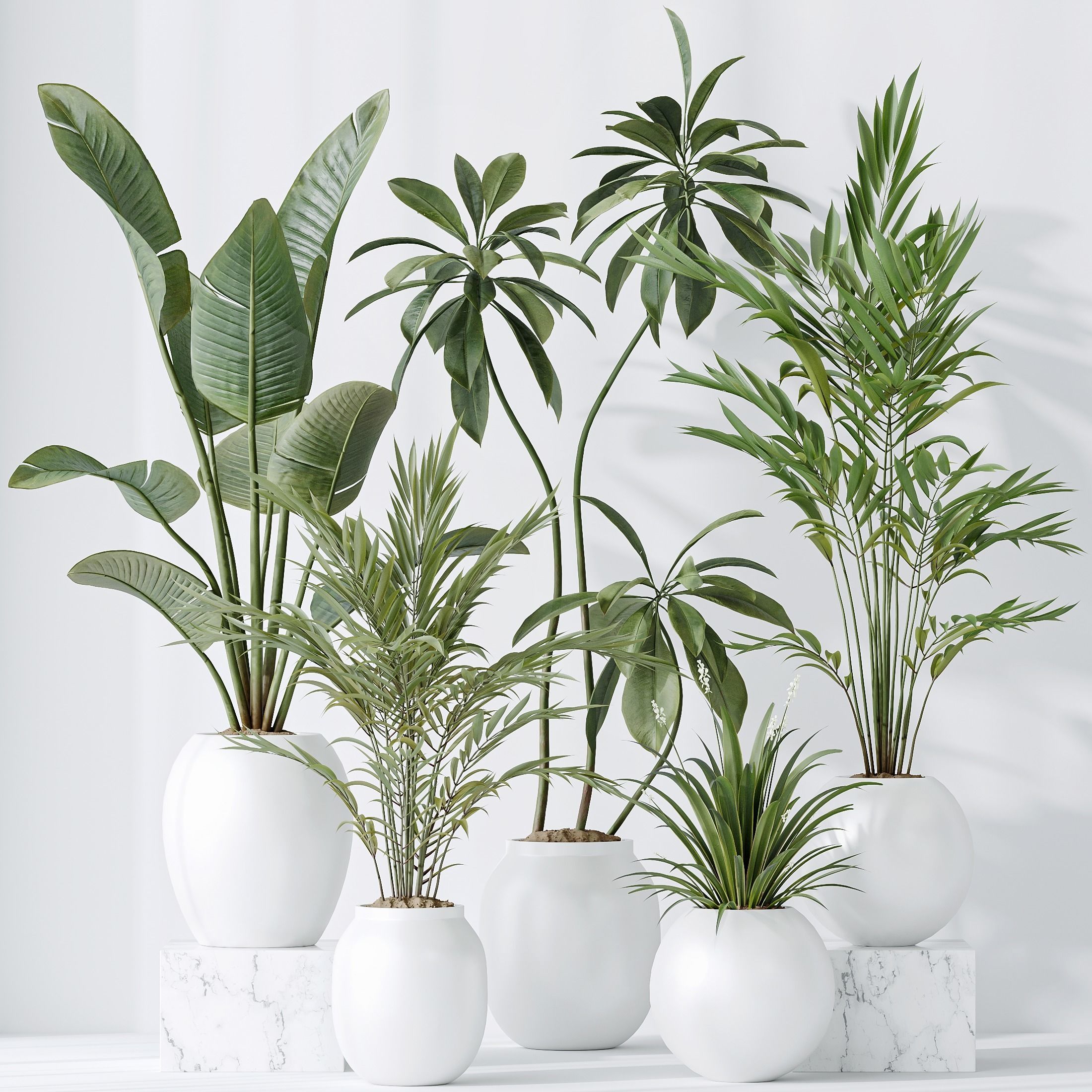indoor plants set 96 Strelitzia Reginae Nicolai and Mountain 3D model_8