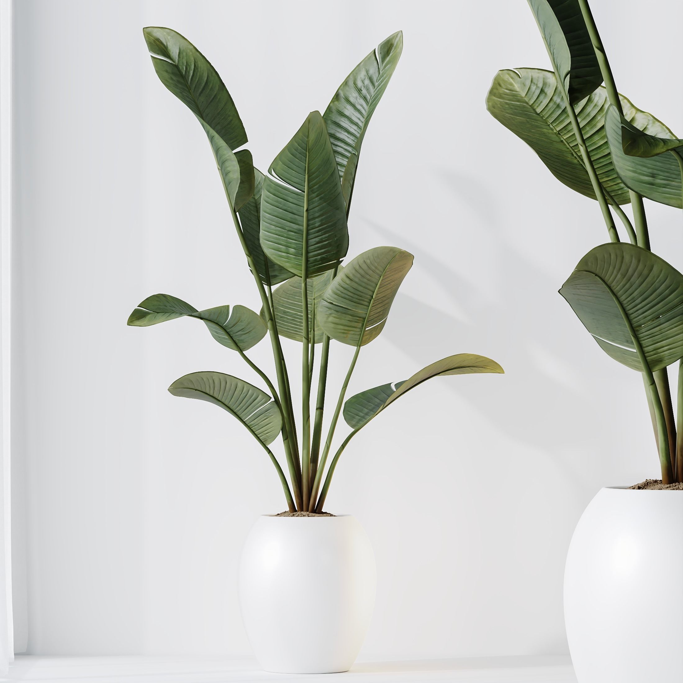 indoor plants set 96 Strelitzia Reginae Nicolai and Mountain 3D model_5