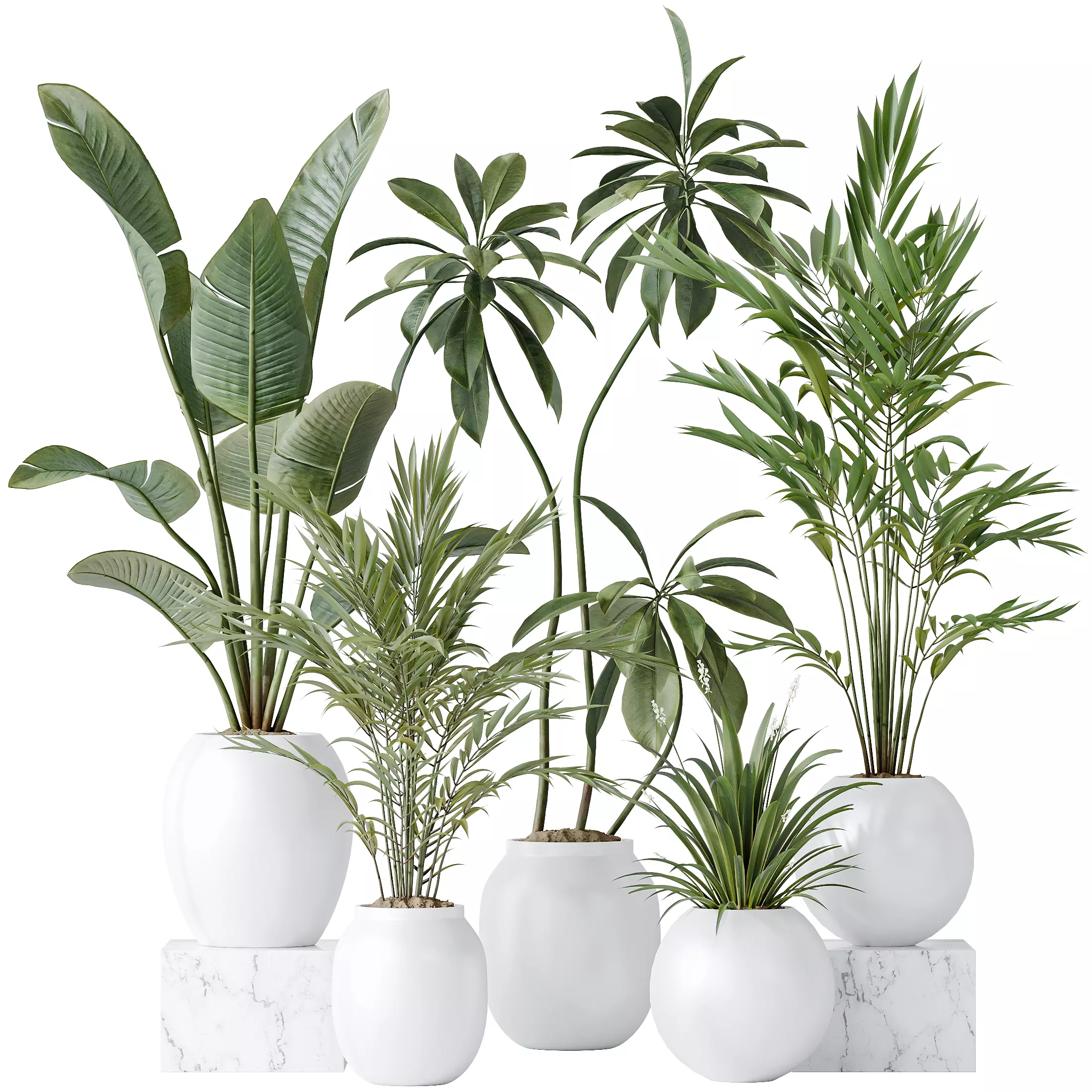 indoor plants set 96 Strelitzia Reginae Nicolai and Mountain 3D model_0