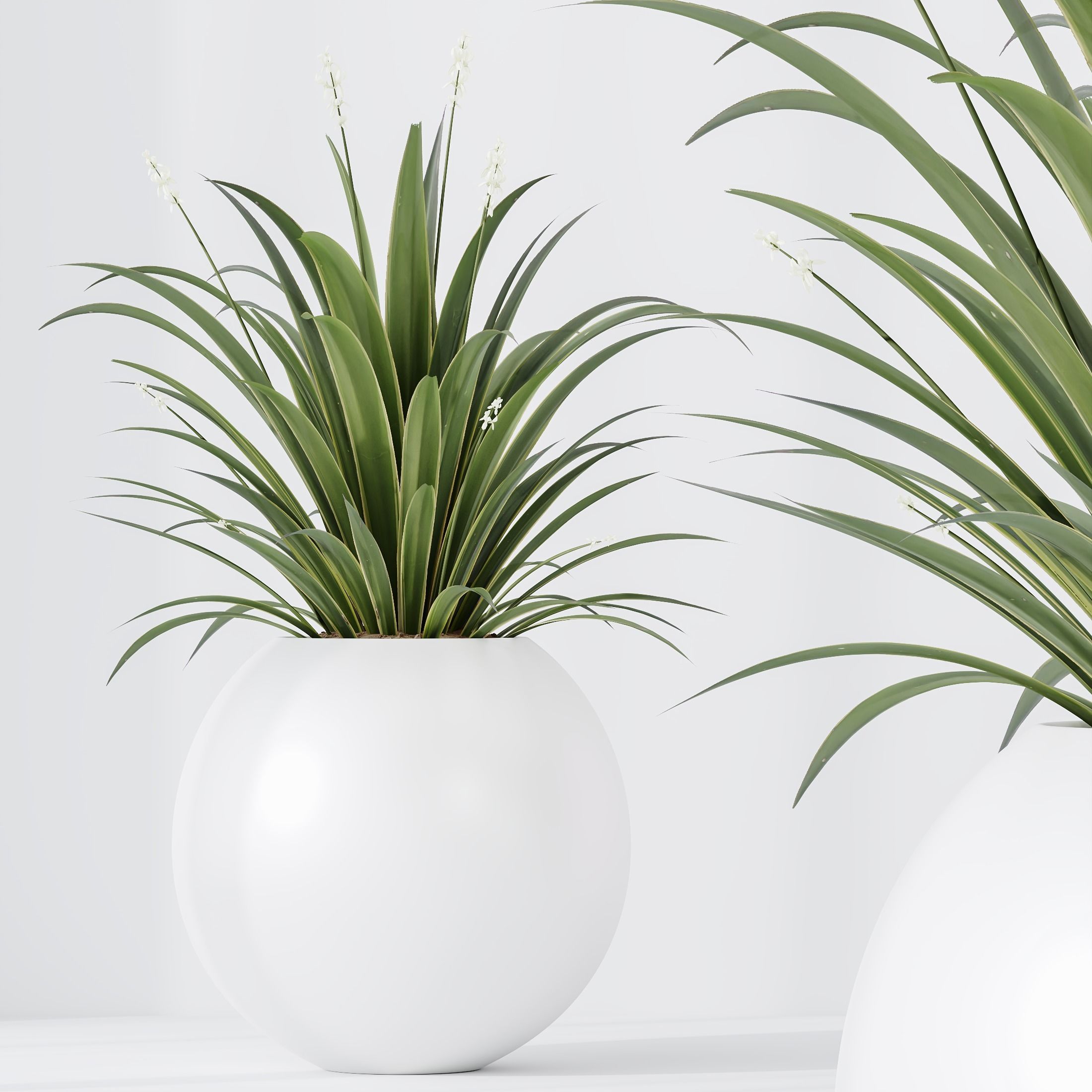 indoor plants set 96 Strelitzia Reginae Nicolai and Mountain 3D model_1