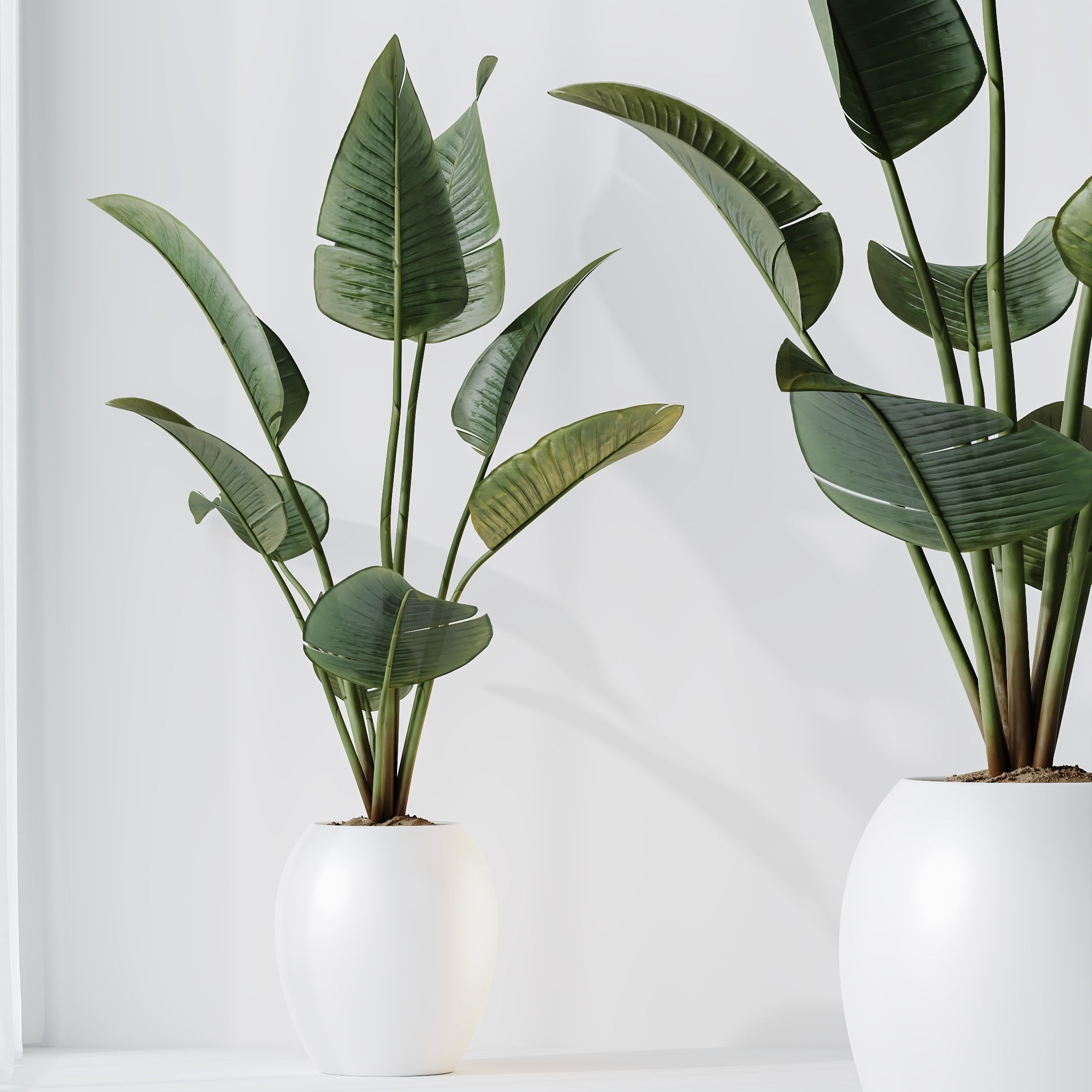 indoor plants set 96 Strelitzia Reginae Nicolai and Mountain 3D model_6