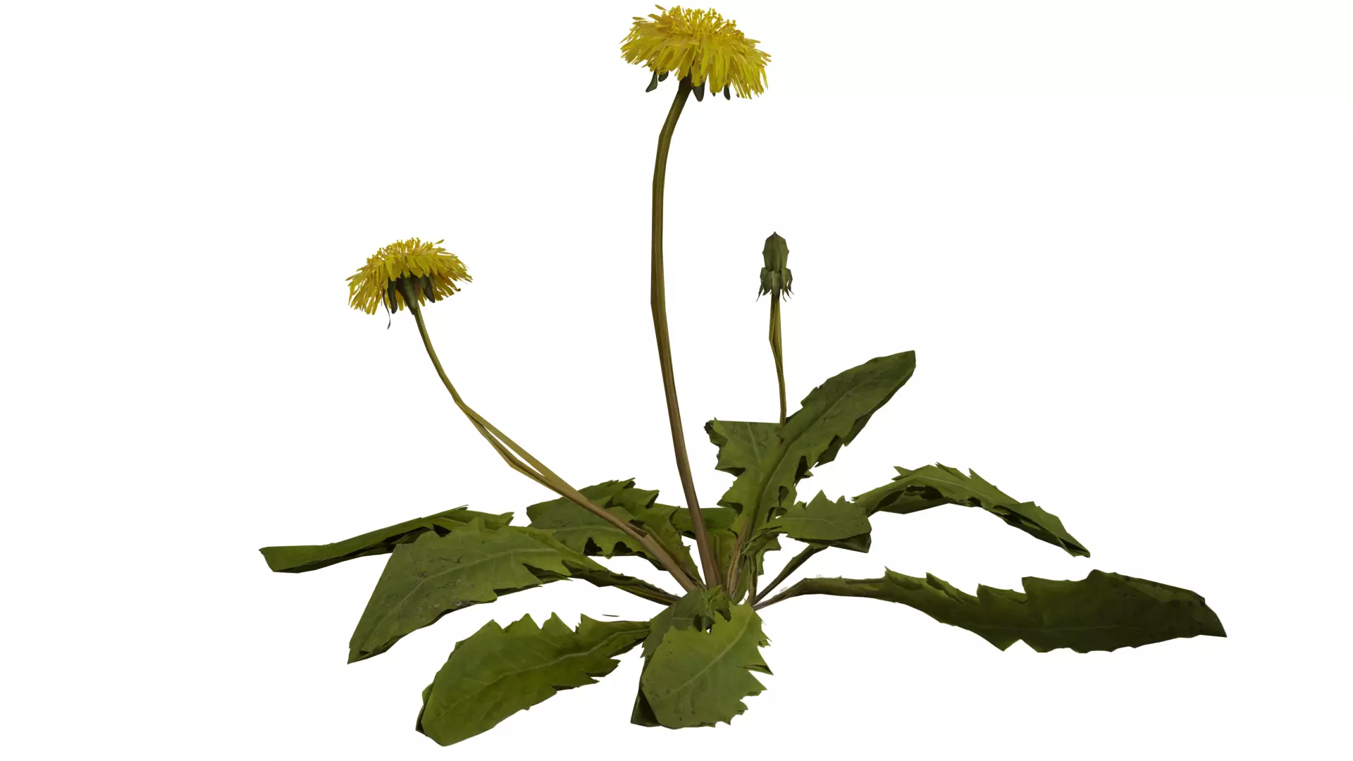 Dandelion Plant 3D model_0