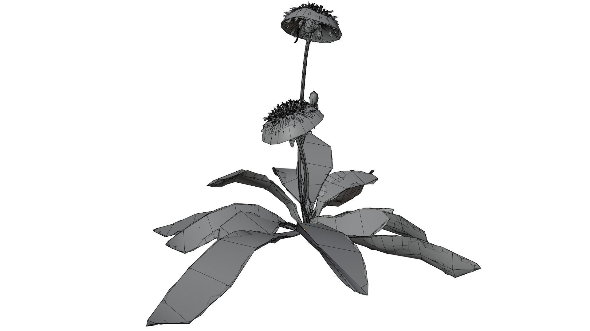 Dandelion Plant 3D model_14