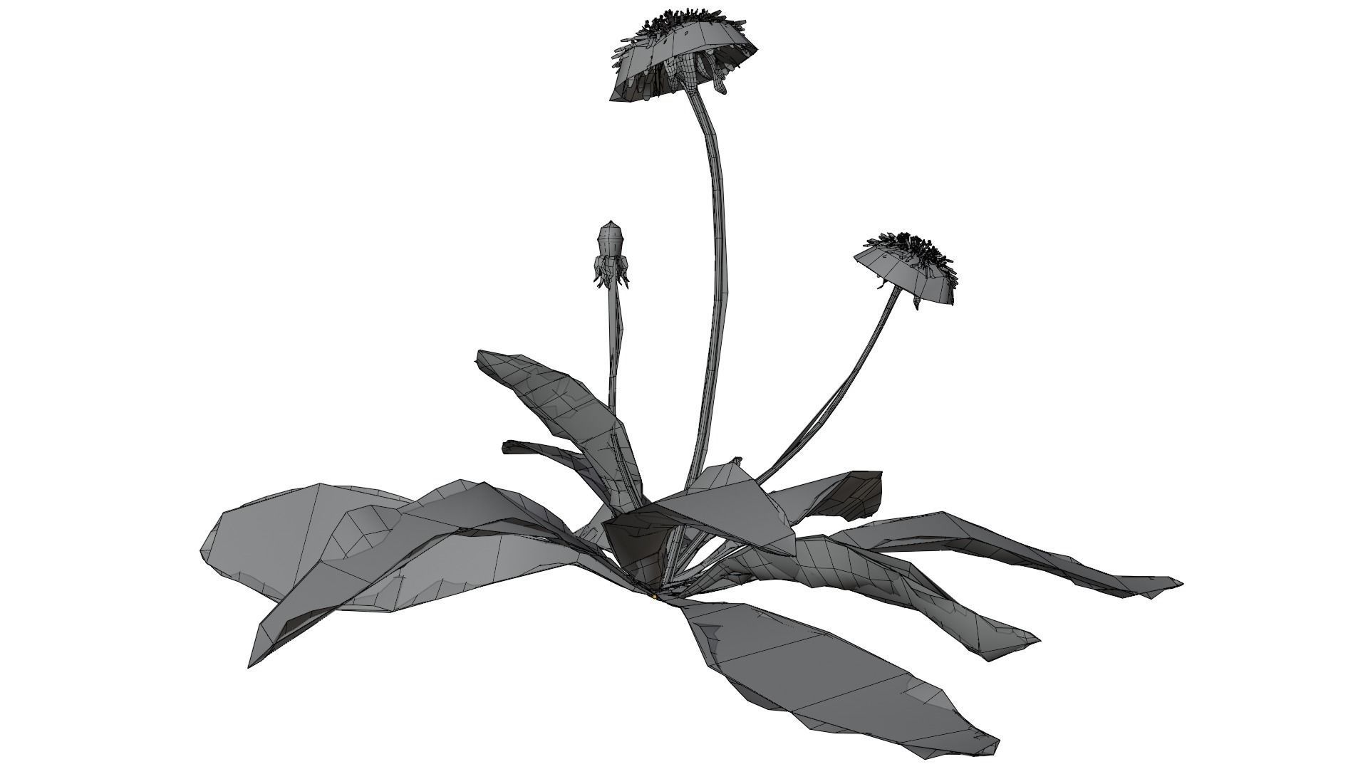 Dandelion Plant 3D model_12