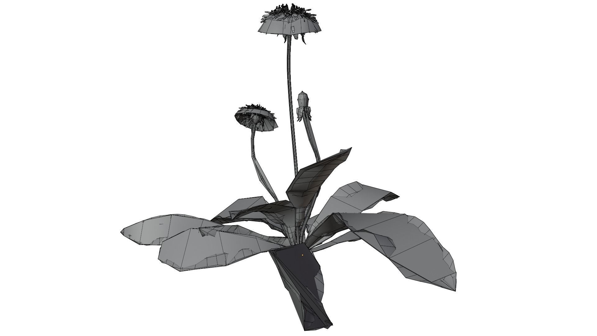 Dandelion Plant 3D model_10