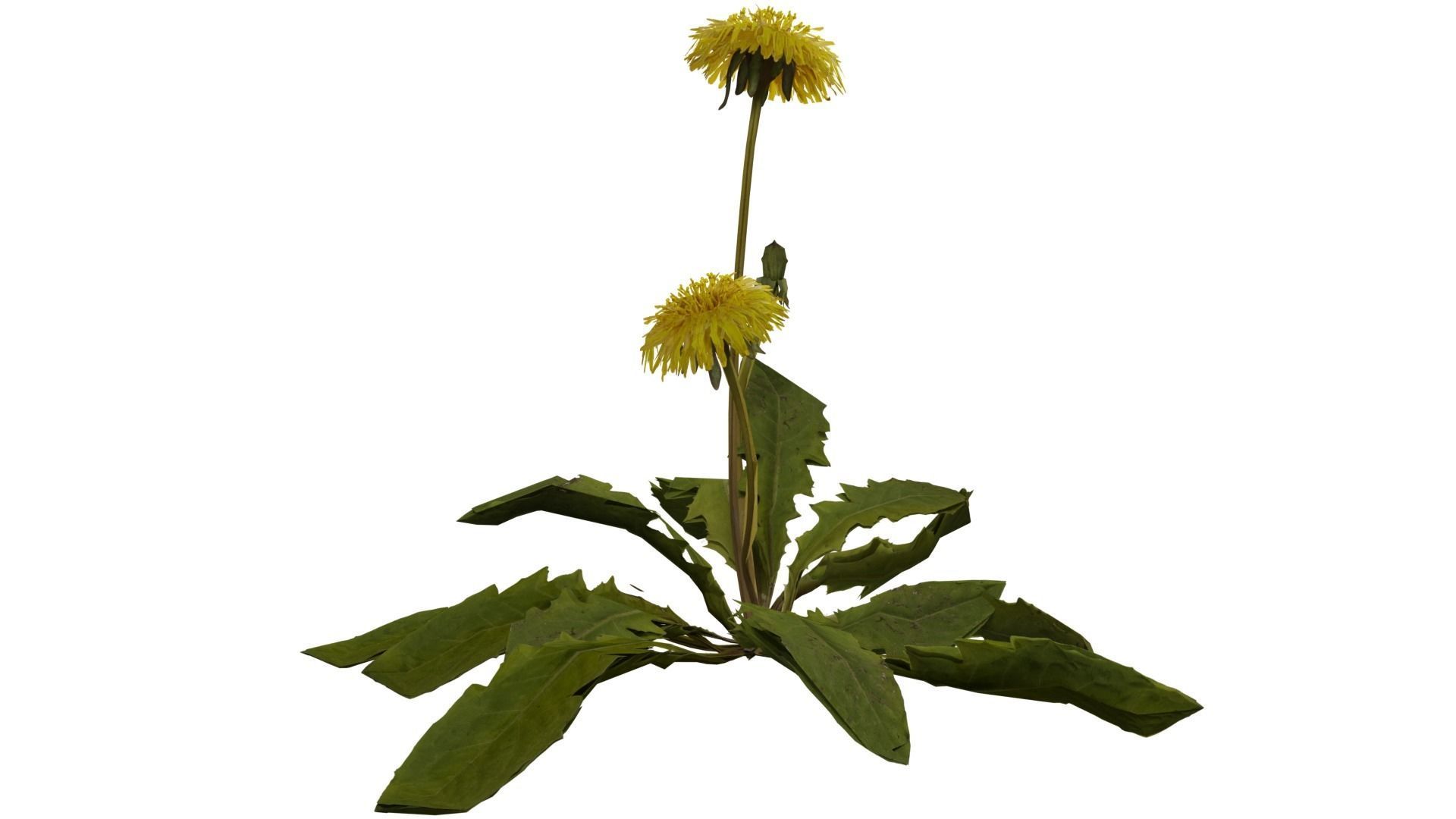 Dandelion Plant 3D model_5