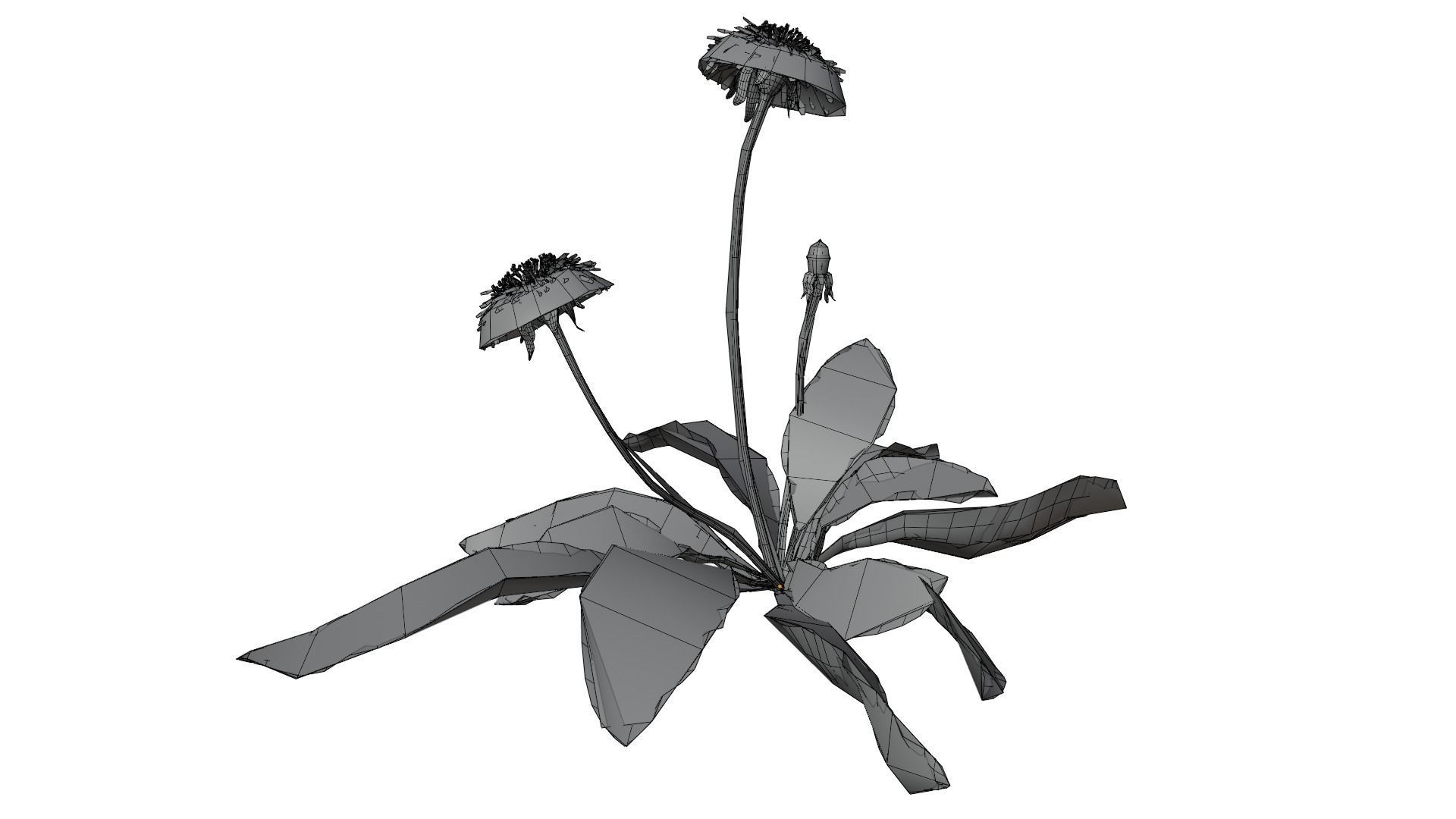 Dandelion Plant 3D model_15