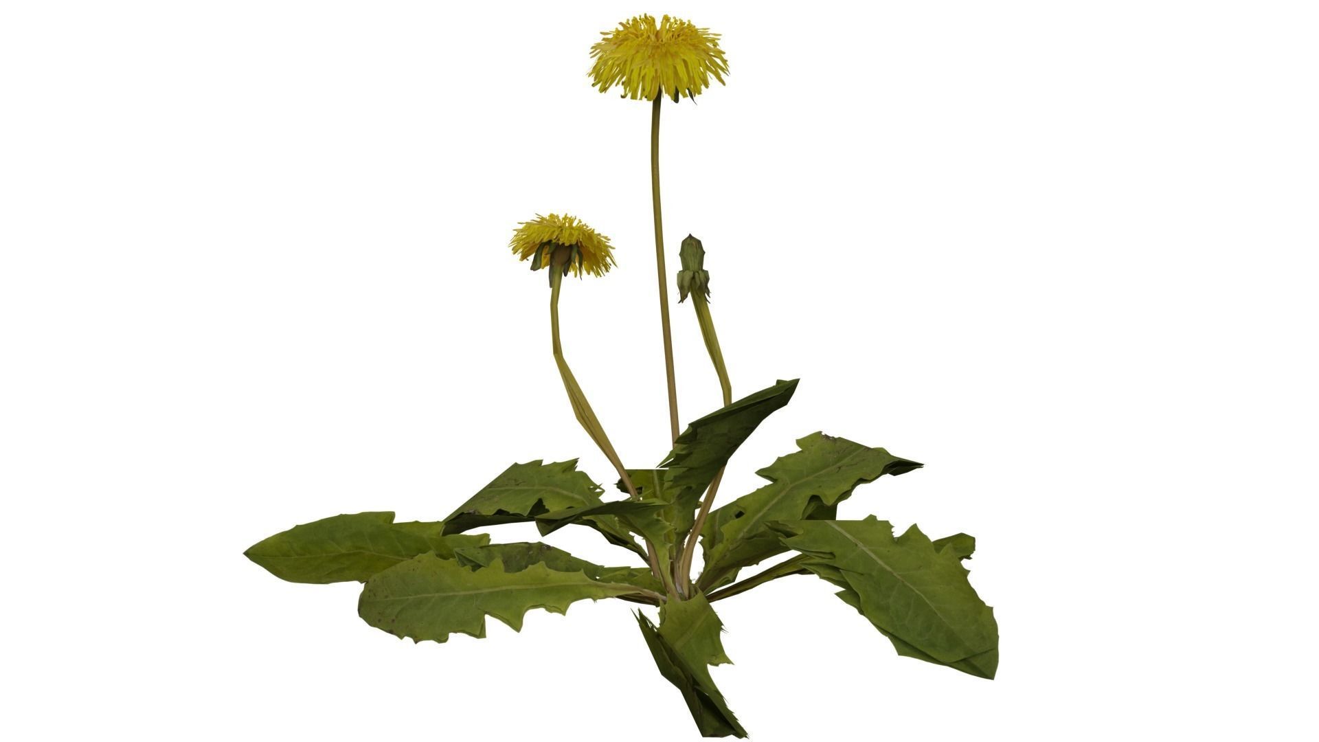 Dandelion Plant 3D model_1