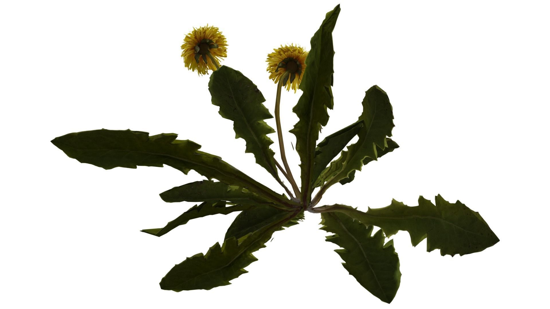 Dandelion Plant 3D model_8