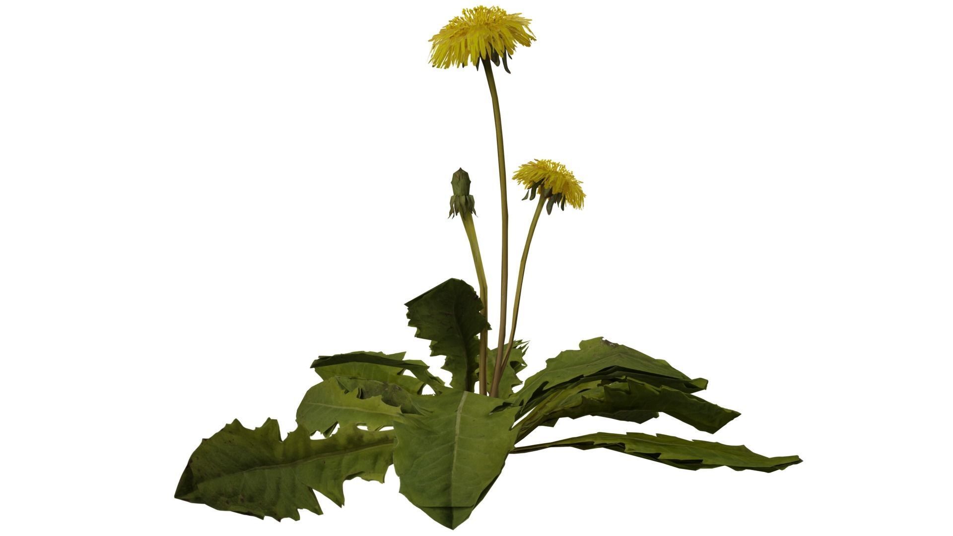 Dandelion Plant 3D model_2