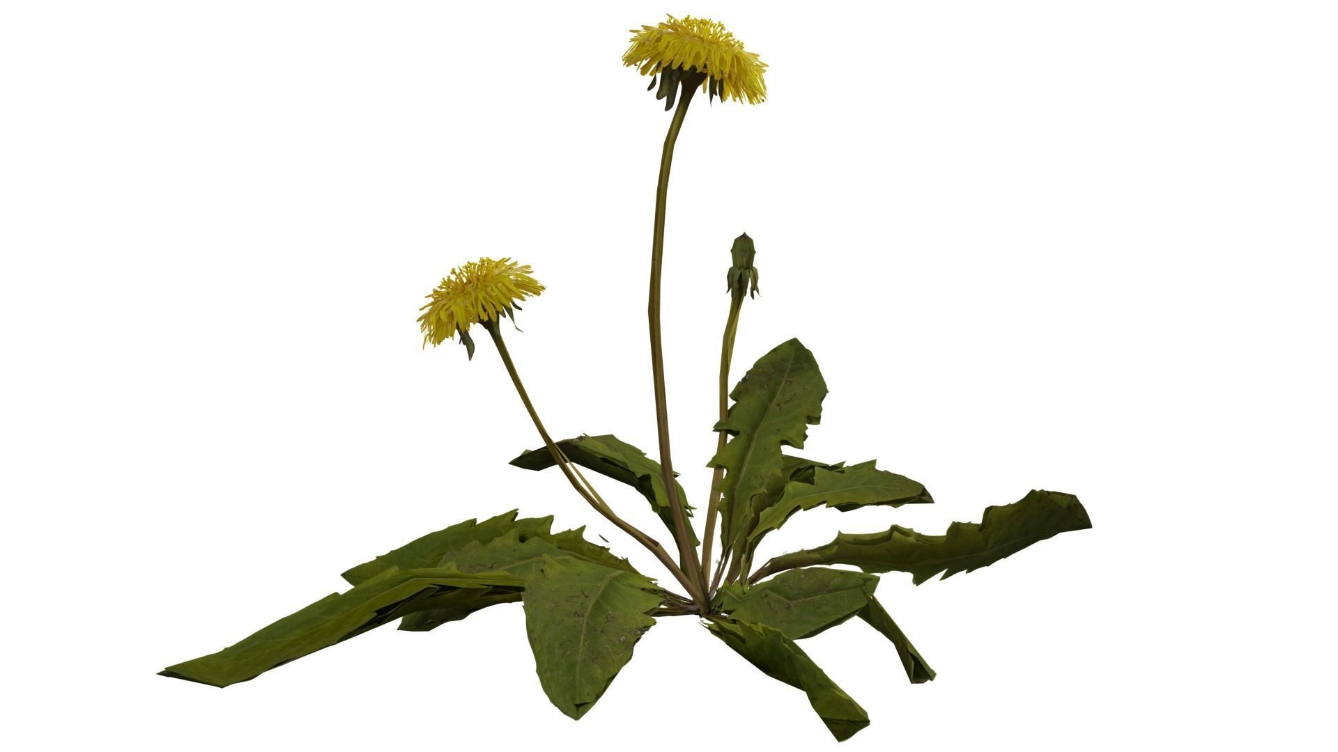 Dandelion Plant 3D model_6