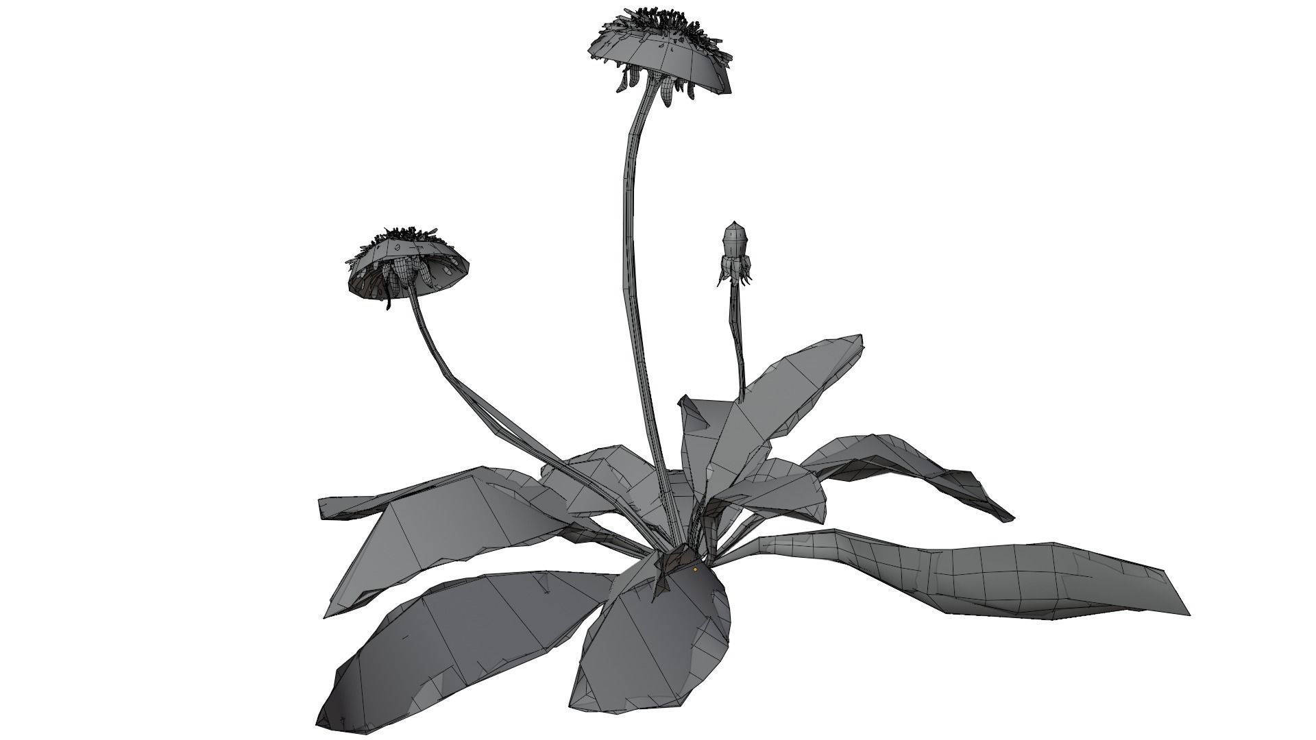 Dandelion Plant 3D model_9