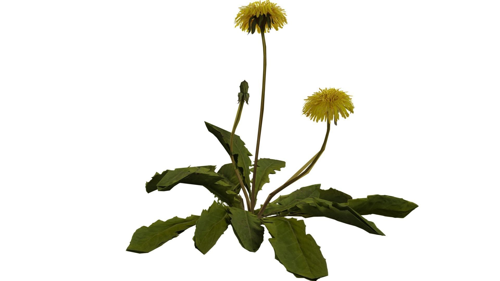 Dandelion Plant 3D model_4