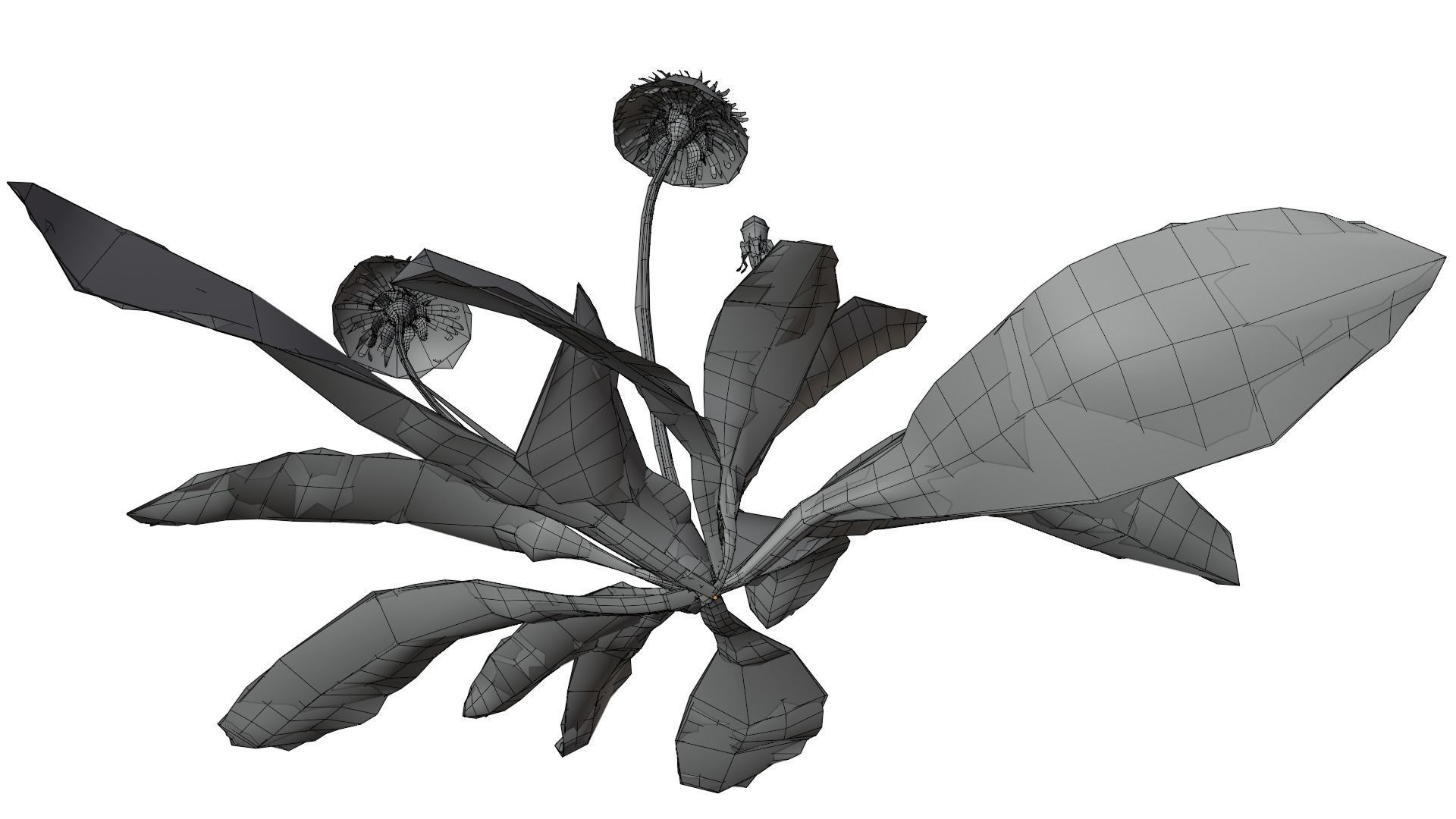Dandelion Plant 3D model_17