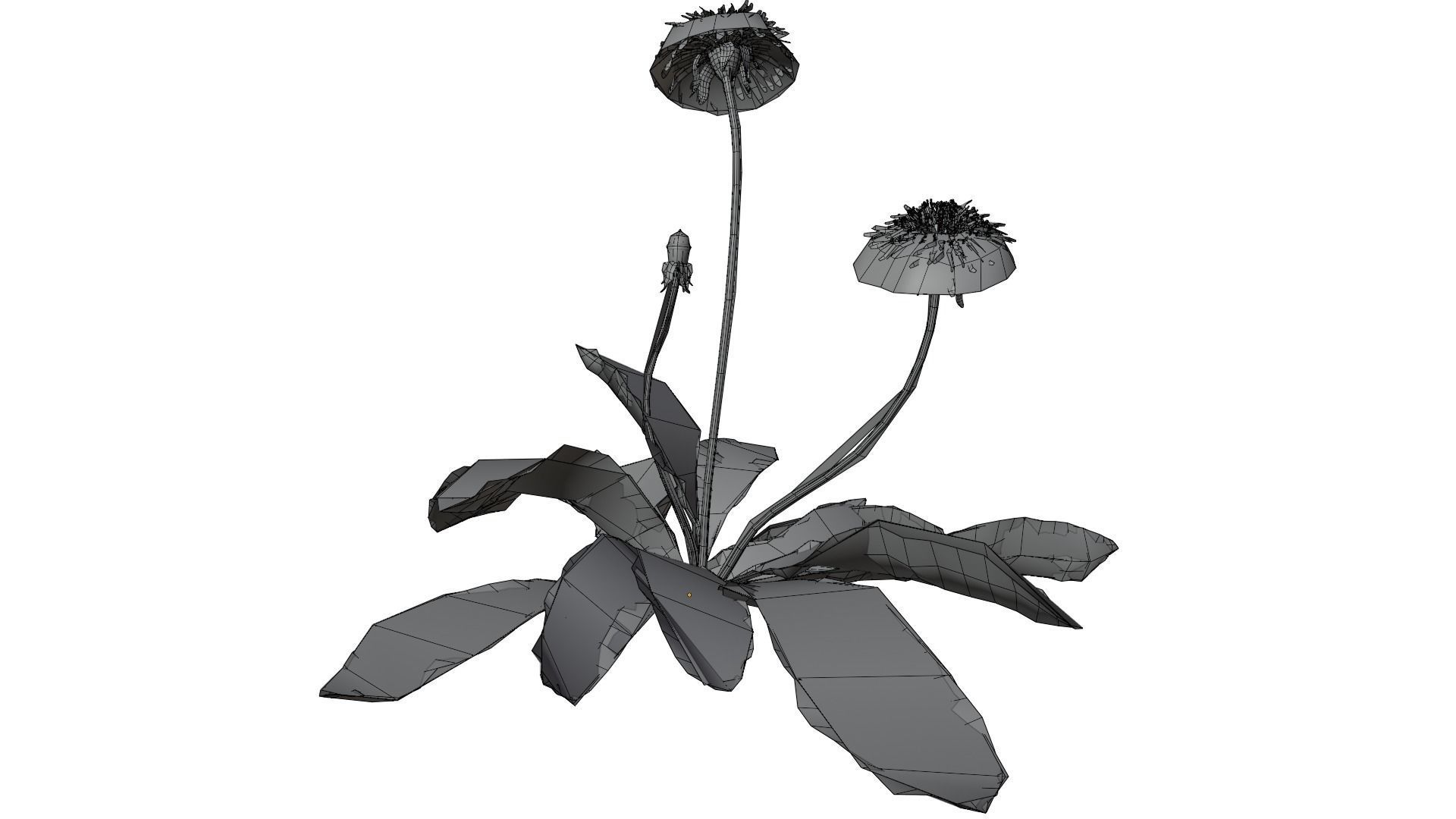 Dandelion Plant 3D model_13