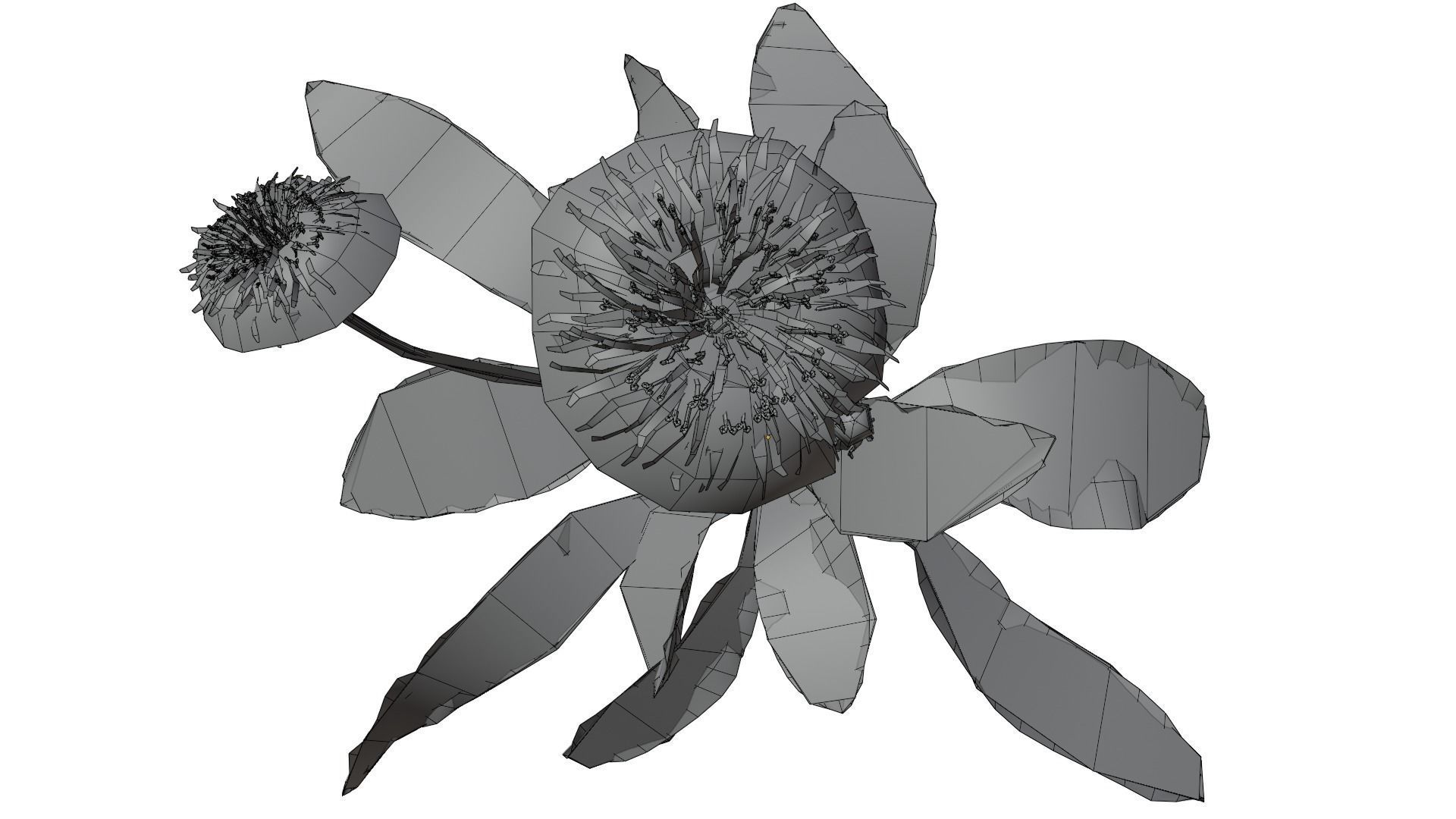 Dandelion Plant 3D model_16