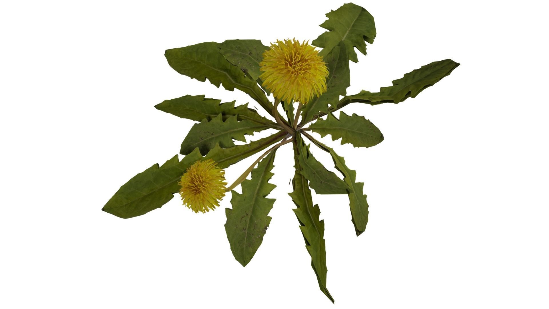 Dandelion Plant 3D model_7