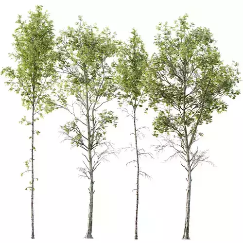 spring trees Betula Pendula and Fagus Sylvatica 3D model