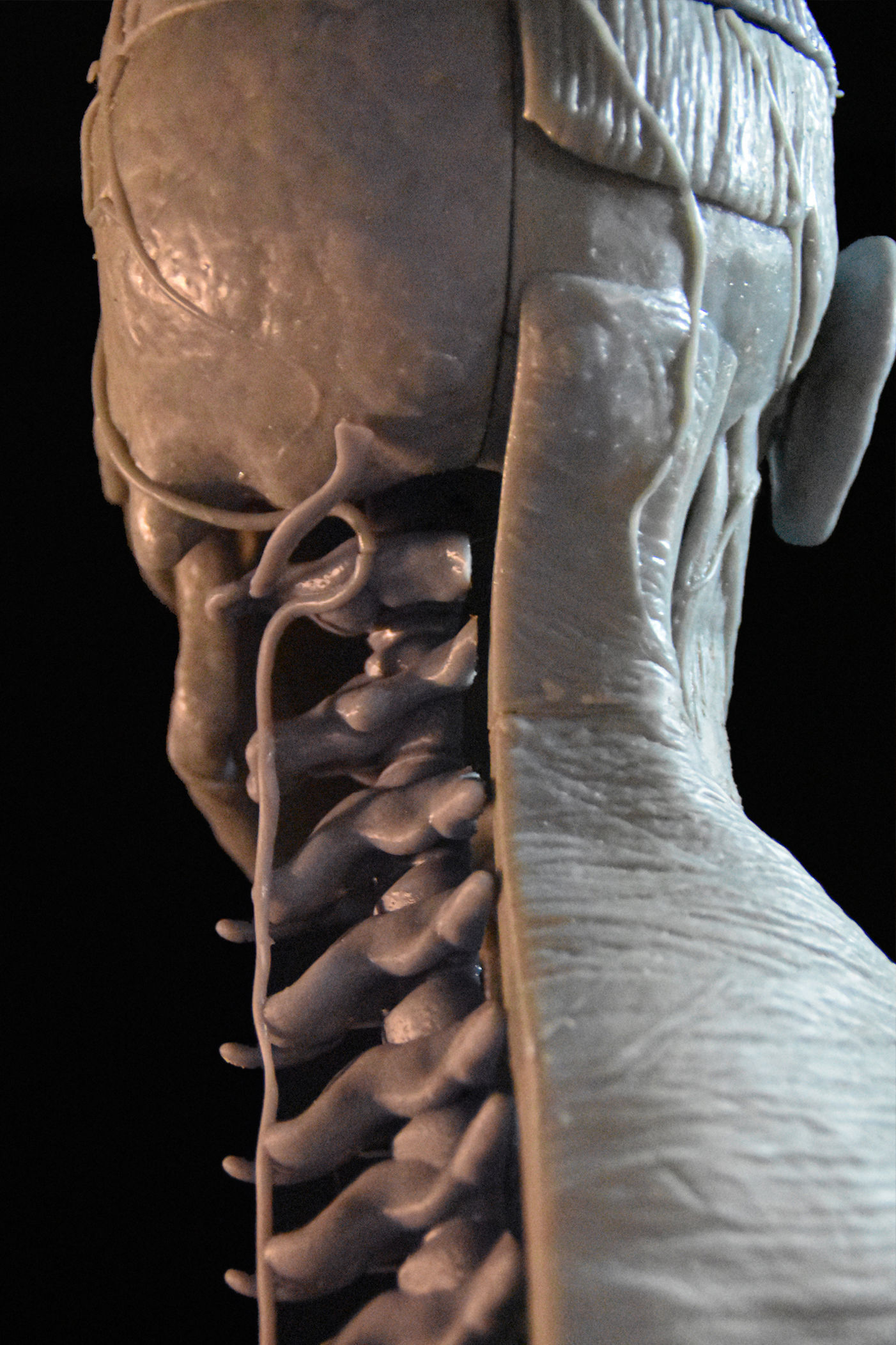 Head Skull anatomy Ecorche 3D print model_13